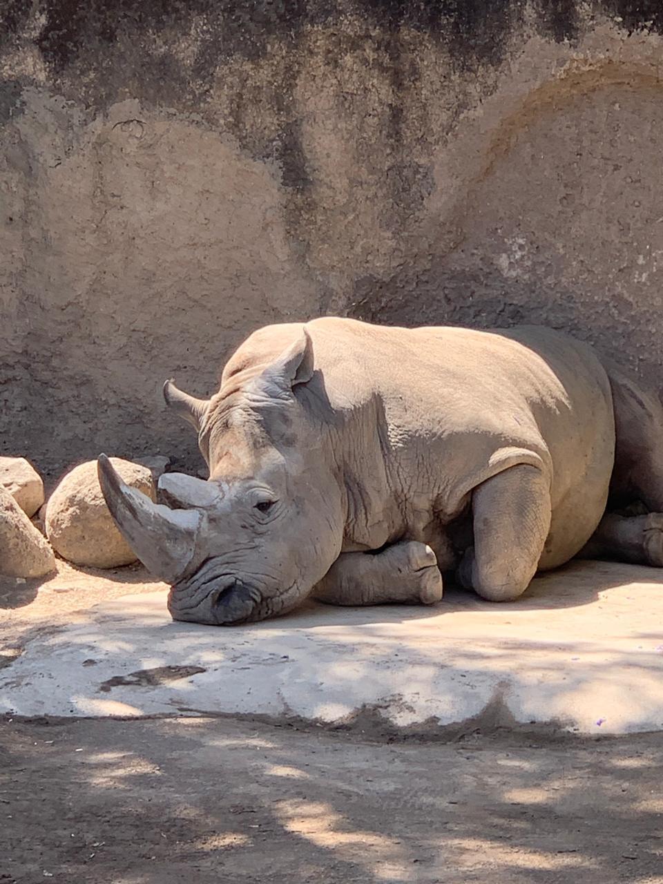 Zoológico Guadalajara galería 10