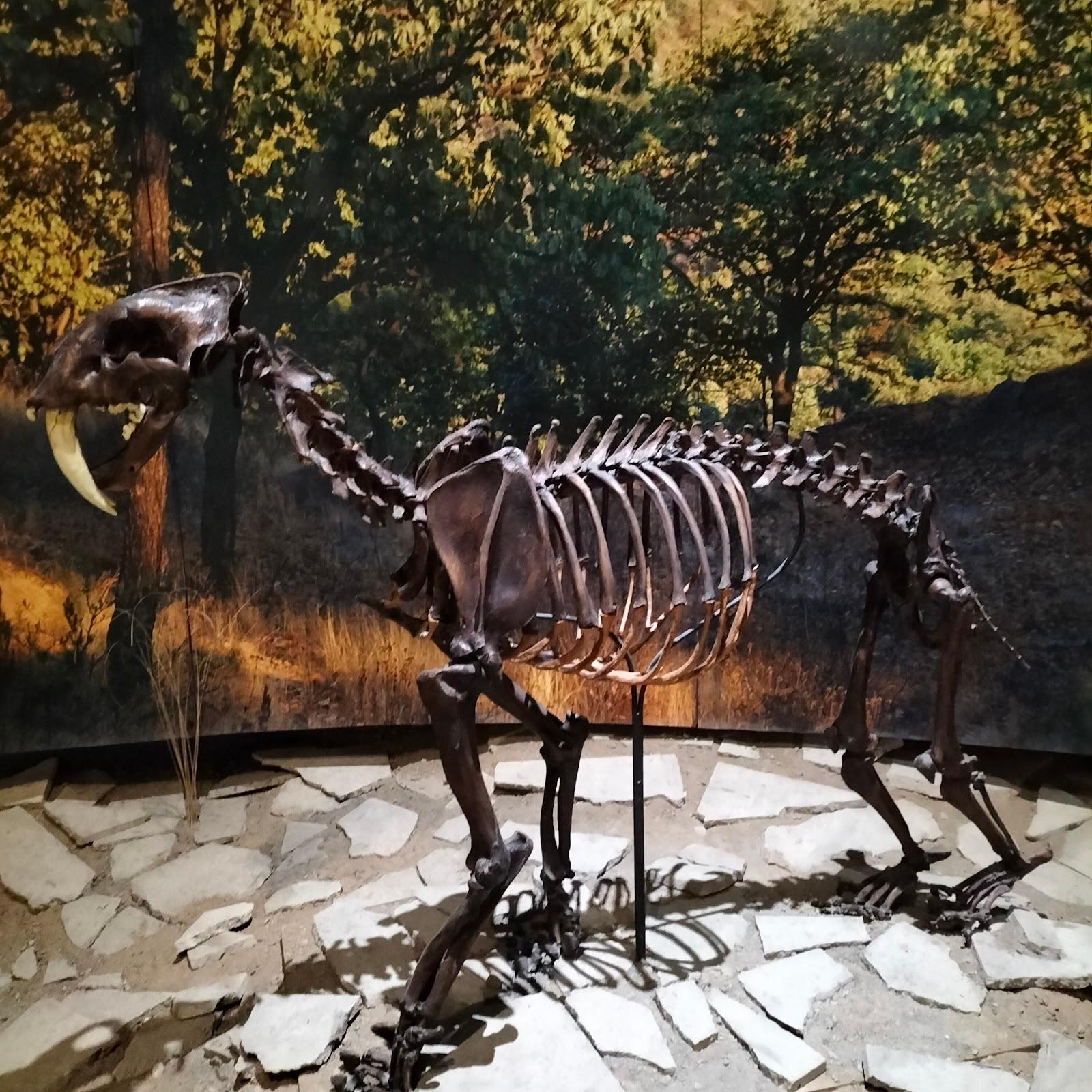 Museo de Paleontología de Guadalajara en Guadalajara