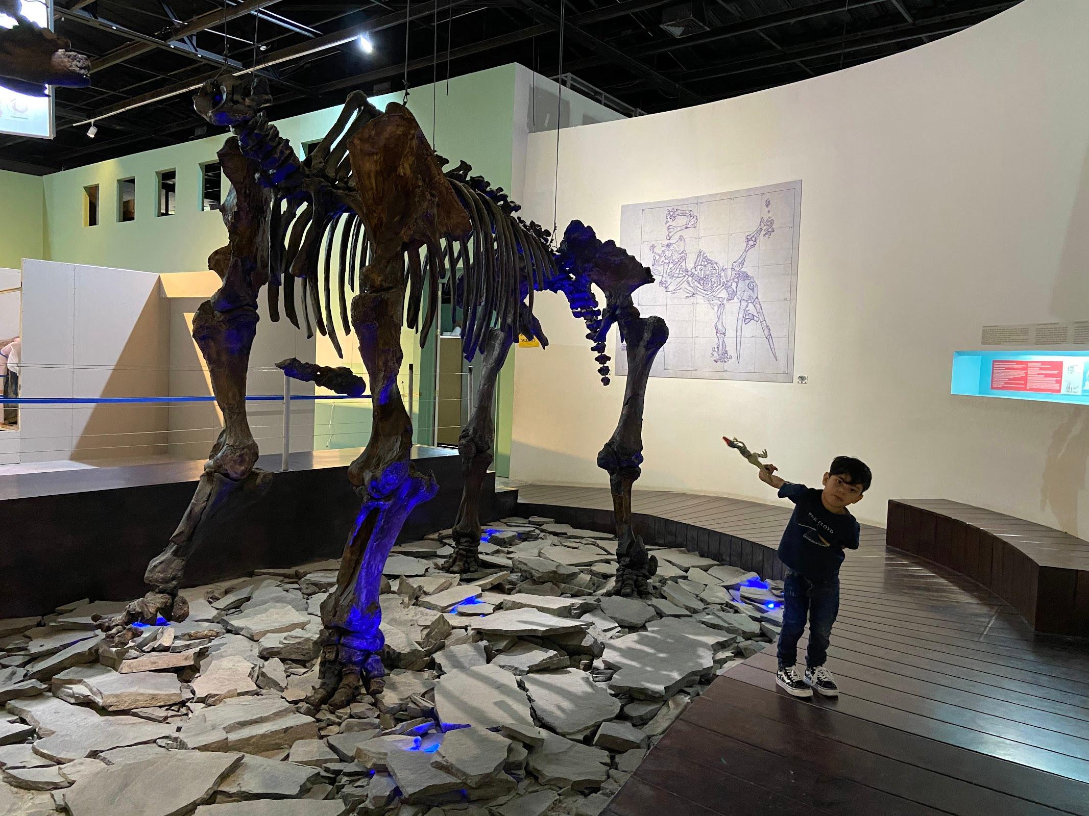 Museo de Paleontología de Guadalajara galería 2
