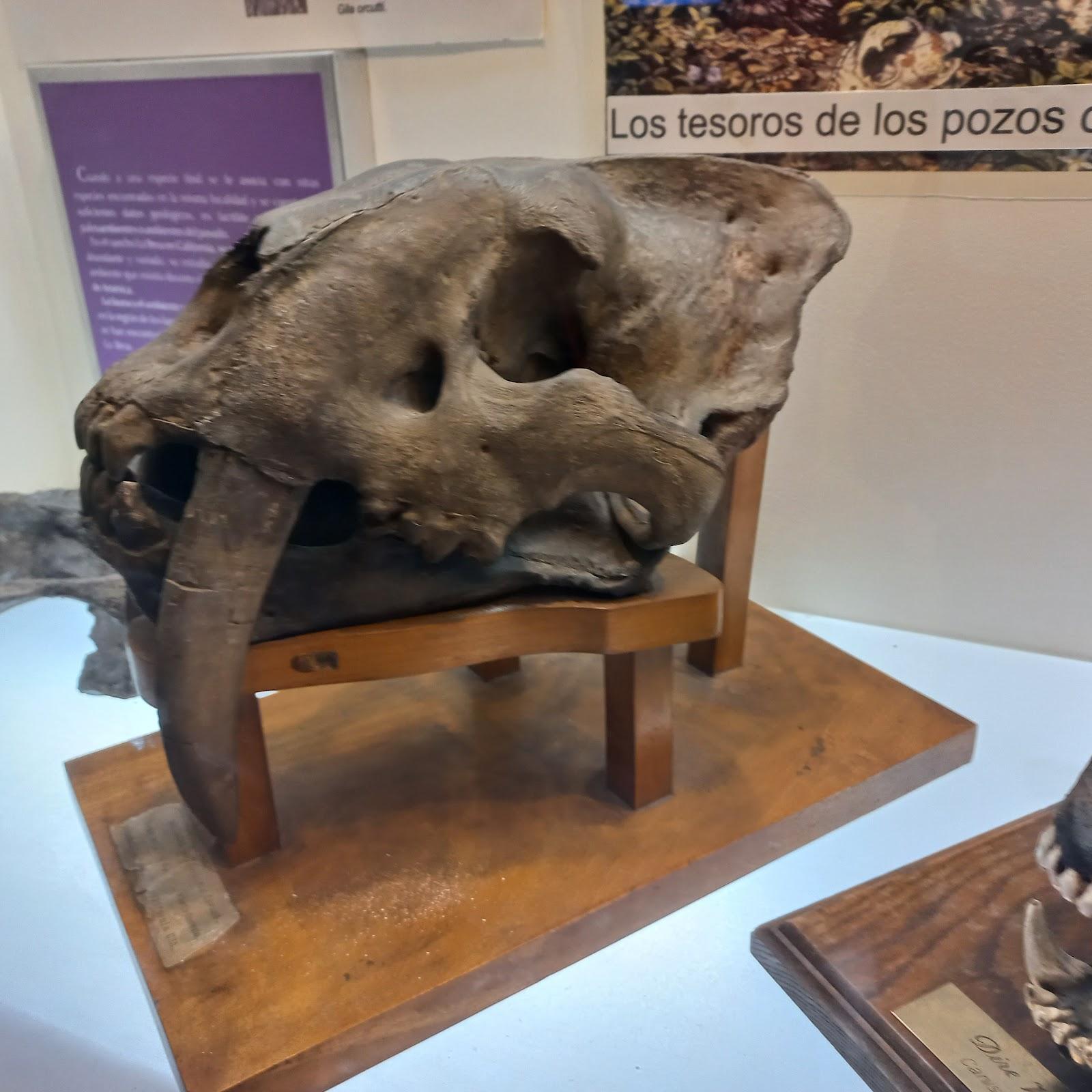 Museo de Paleontología de Guadalajara galería 3