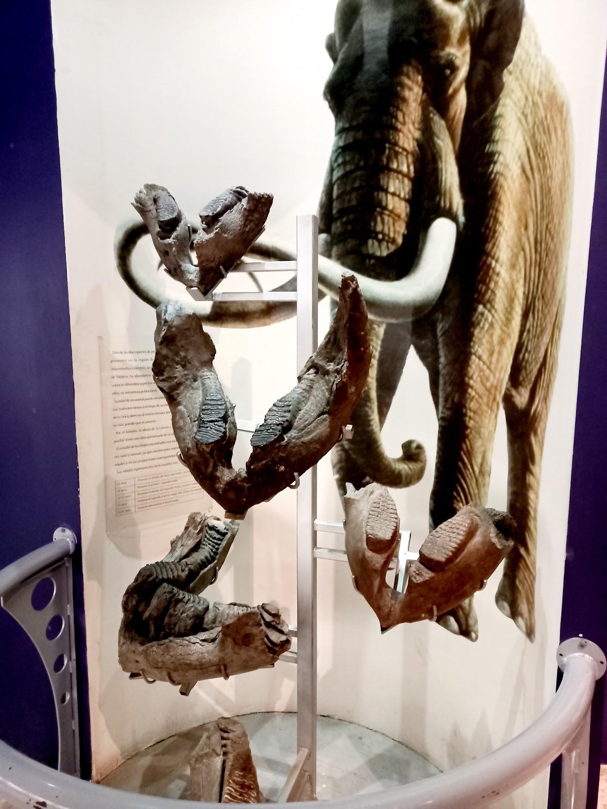 Museo de Paleontología de Guadalajara galería 4