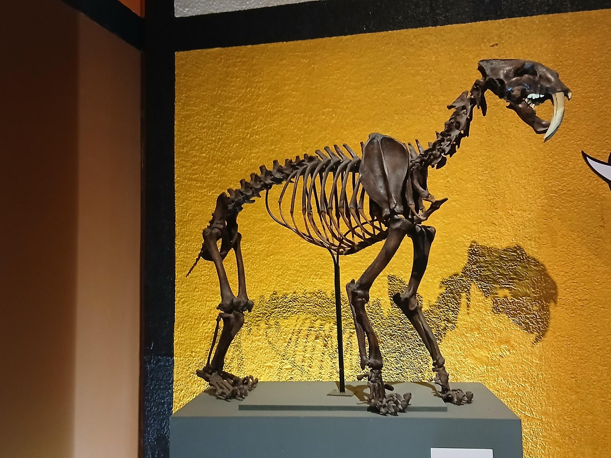 Museo de Paleontología de Guadalajara galería 7