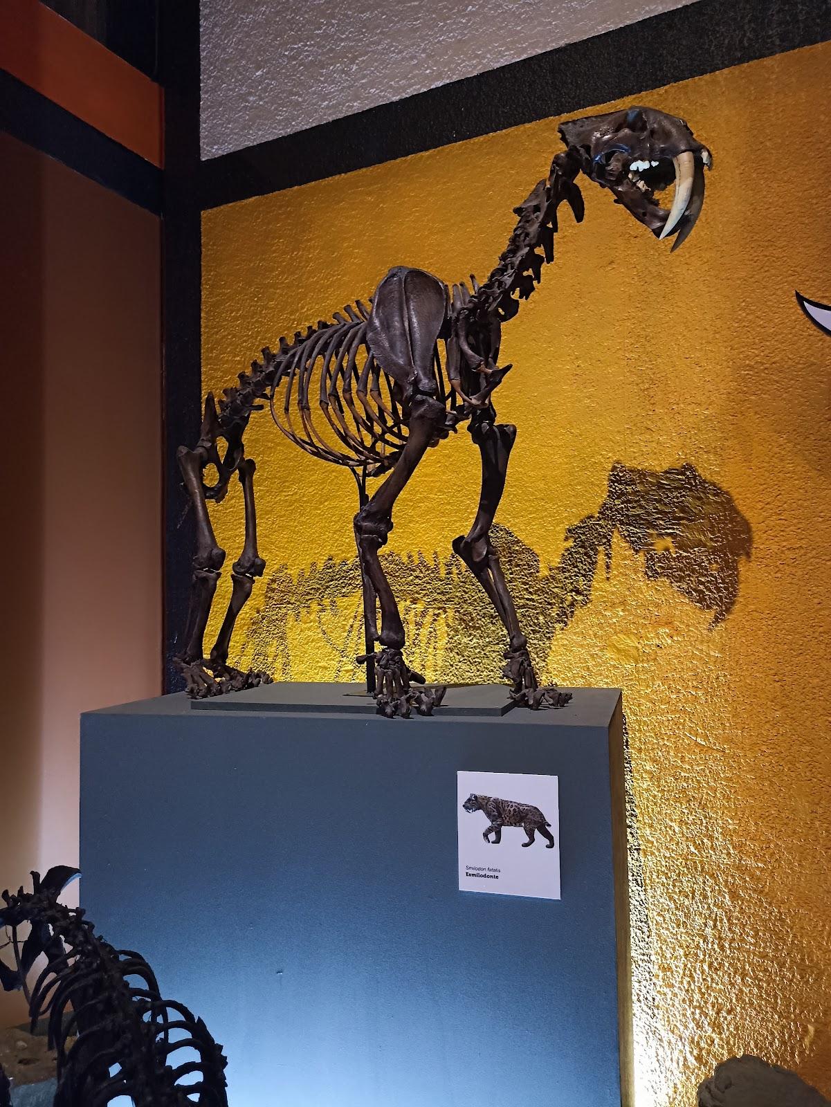 Museo de Paleontología de Guadalajara galería 8