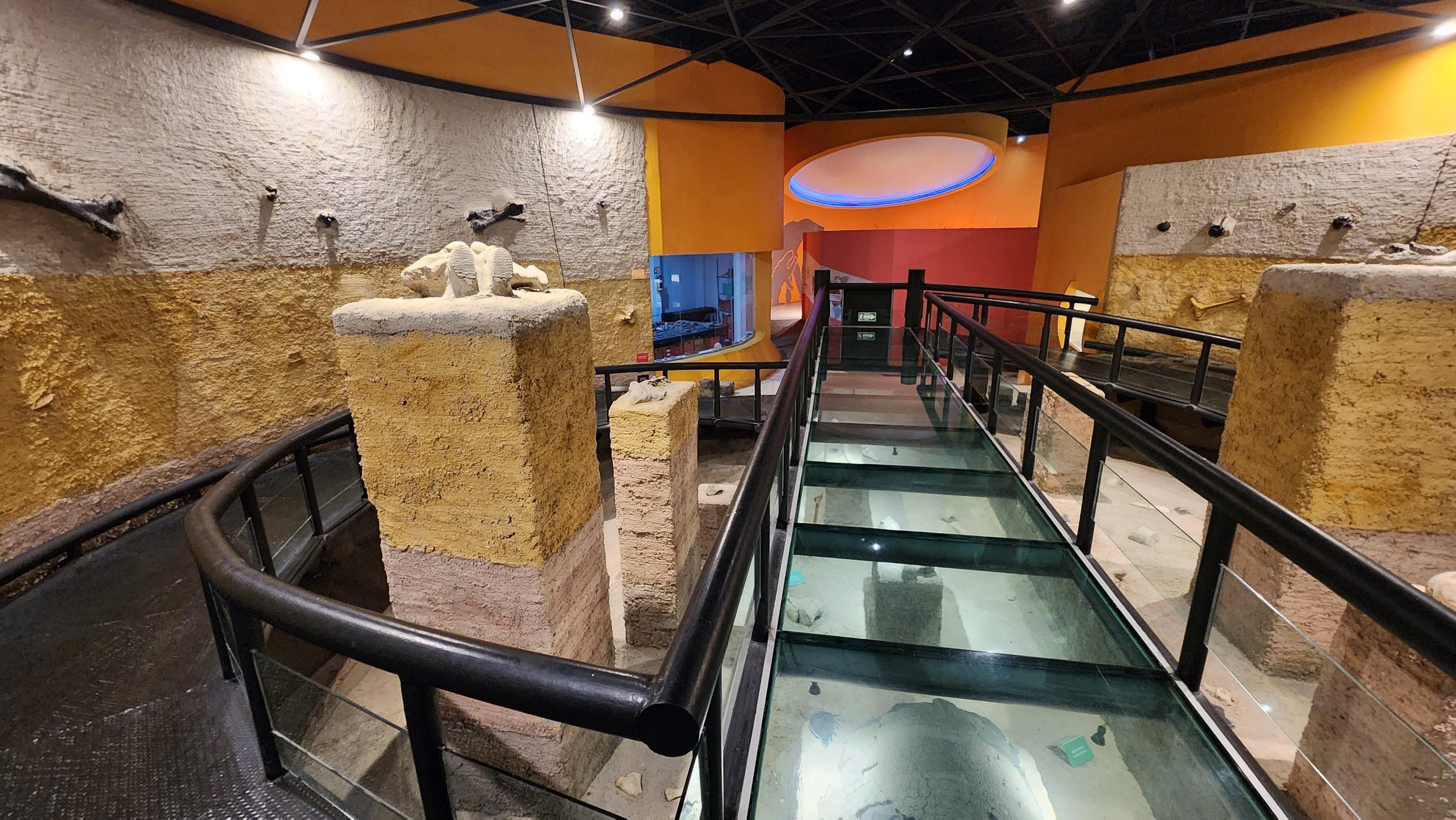 Museo de Paleontología de Guadalajara galería 10