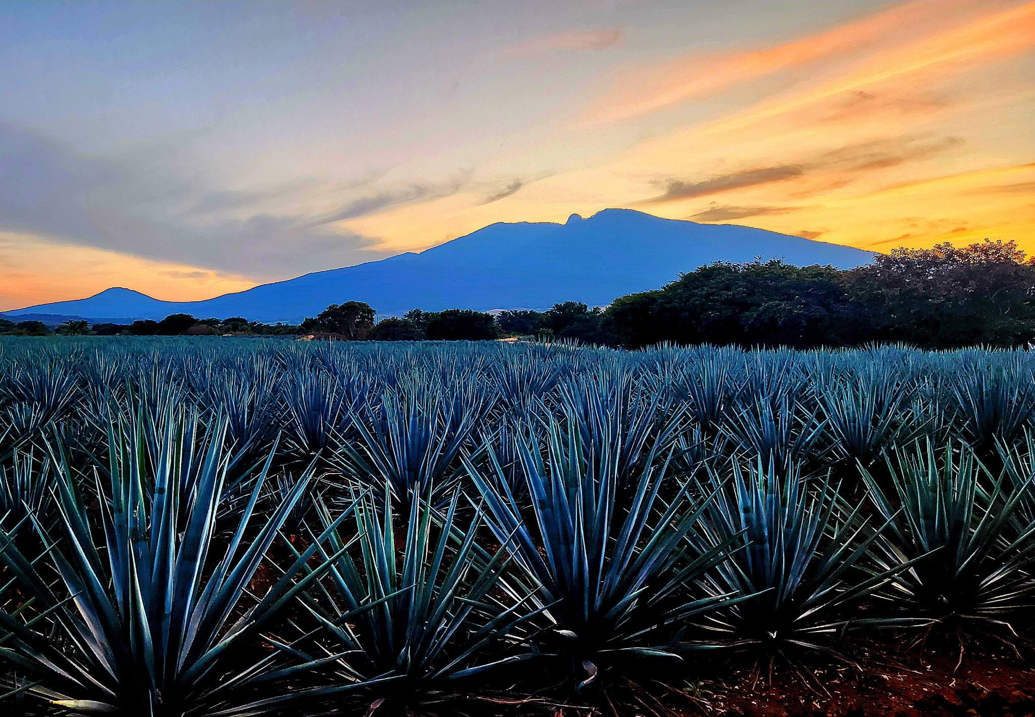 Jose Cuervo Express galería 4