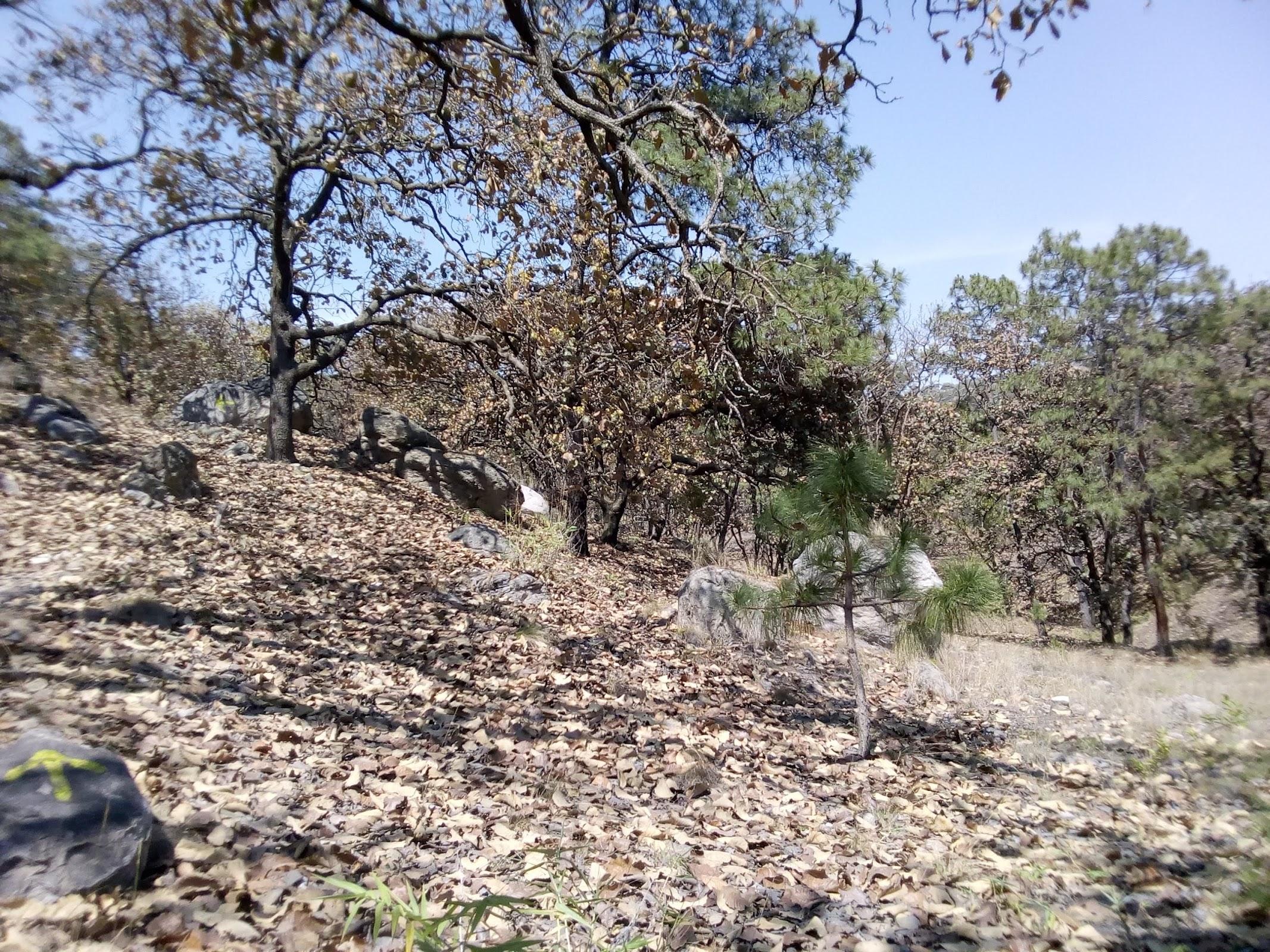 Bosque de la Primavera galería 6