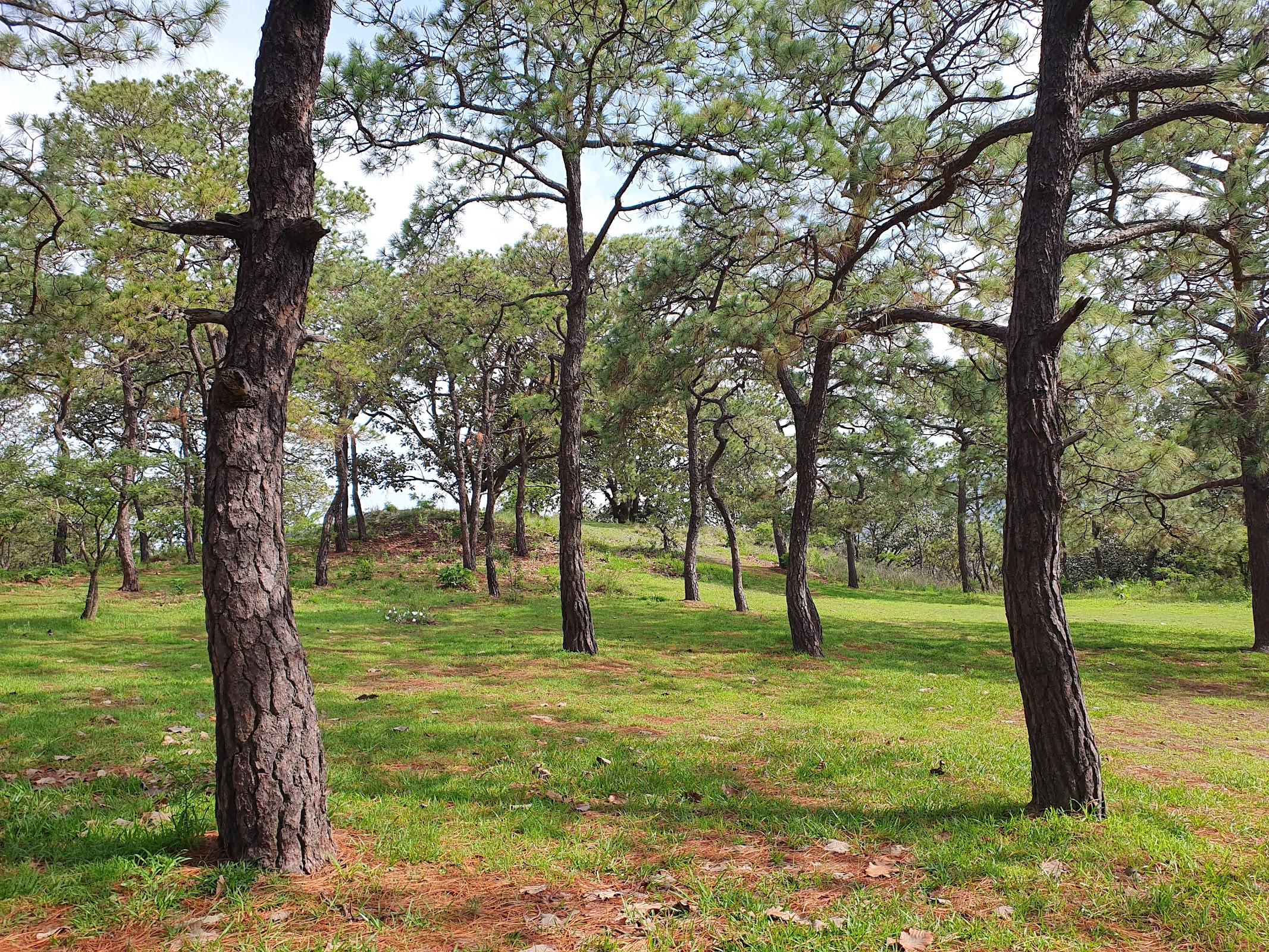 Bosque de la Primavera galería 9