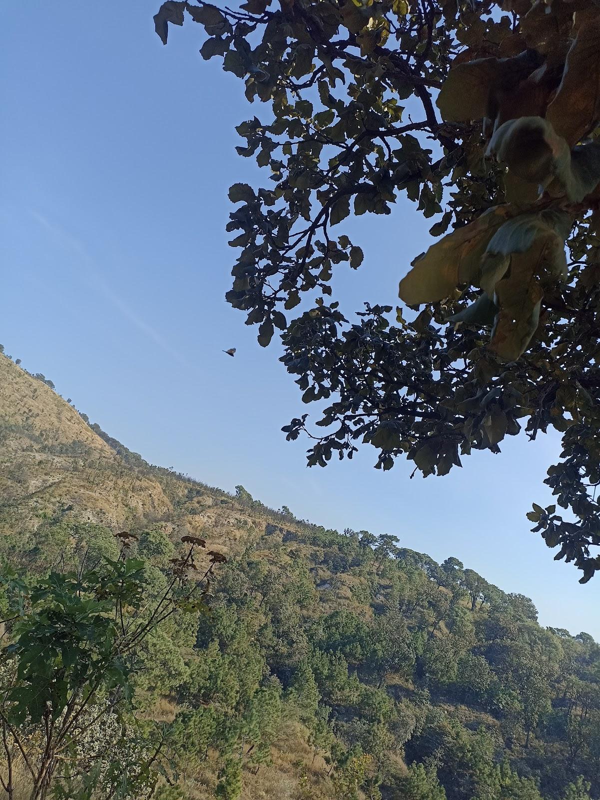 Bosque de la Primavera galería 10