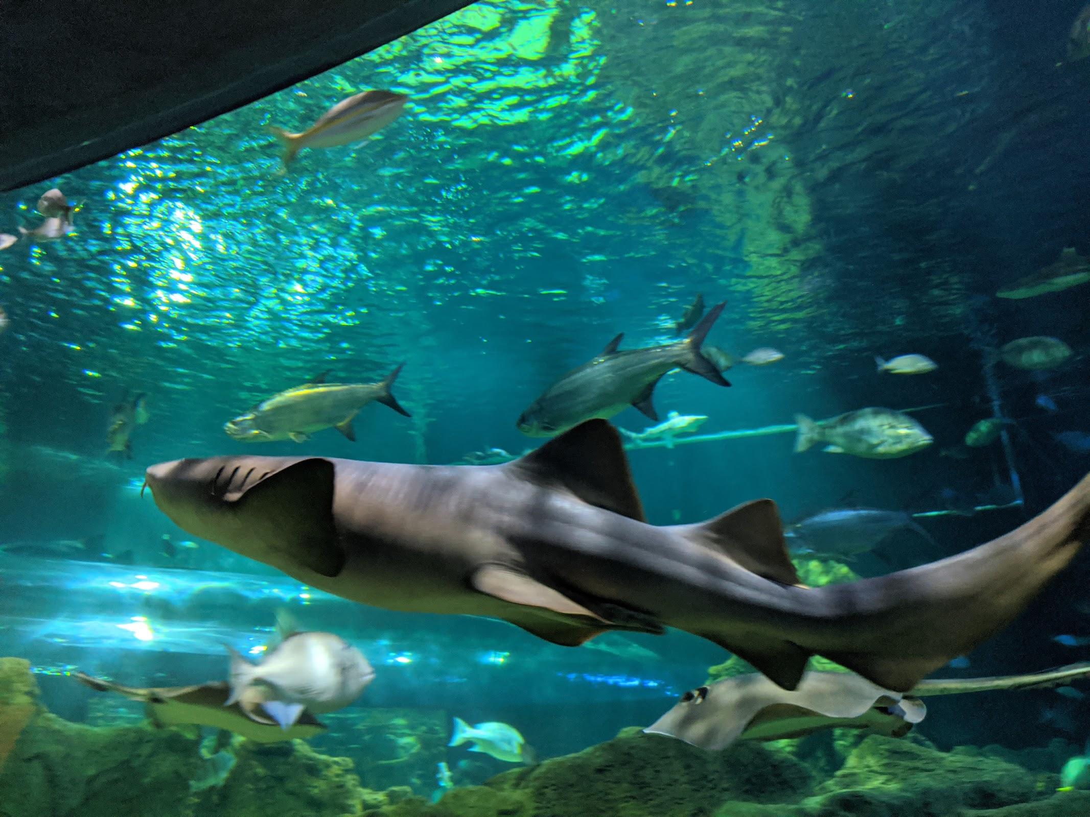 Acuario Michin Guadalajara galería 2