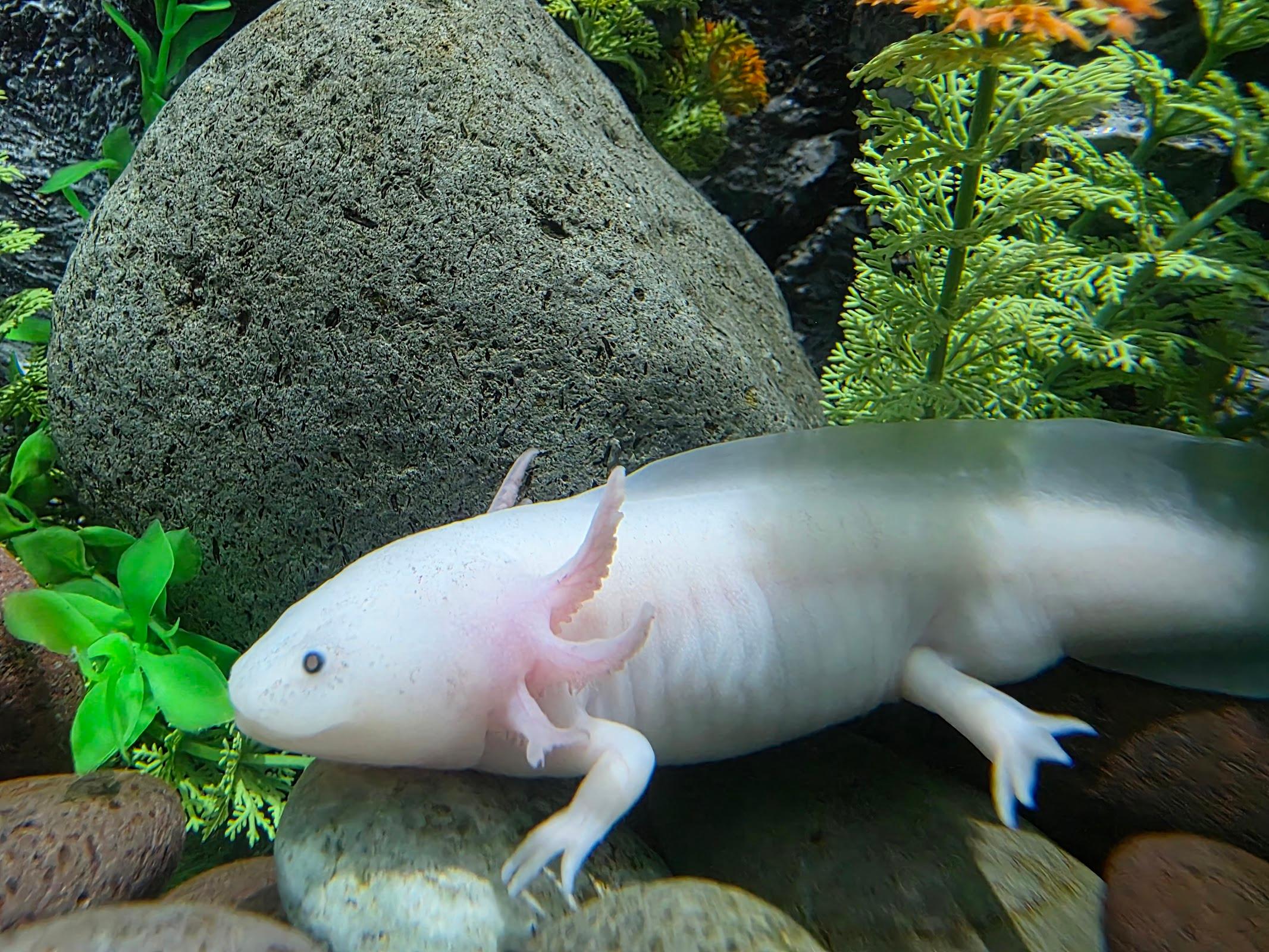 Acuario Michin Guadalajara galería 3