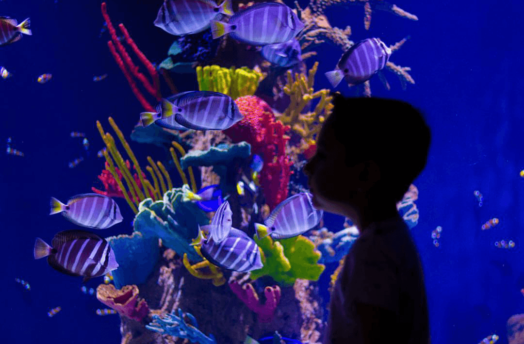 Acuario Michin Guadalajara galería 8