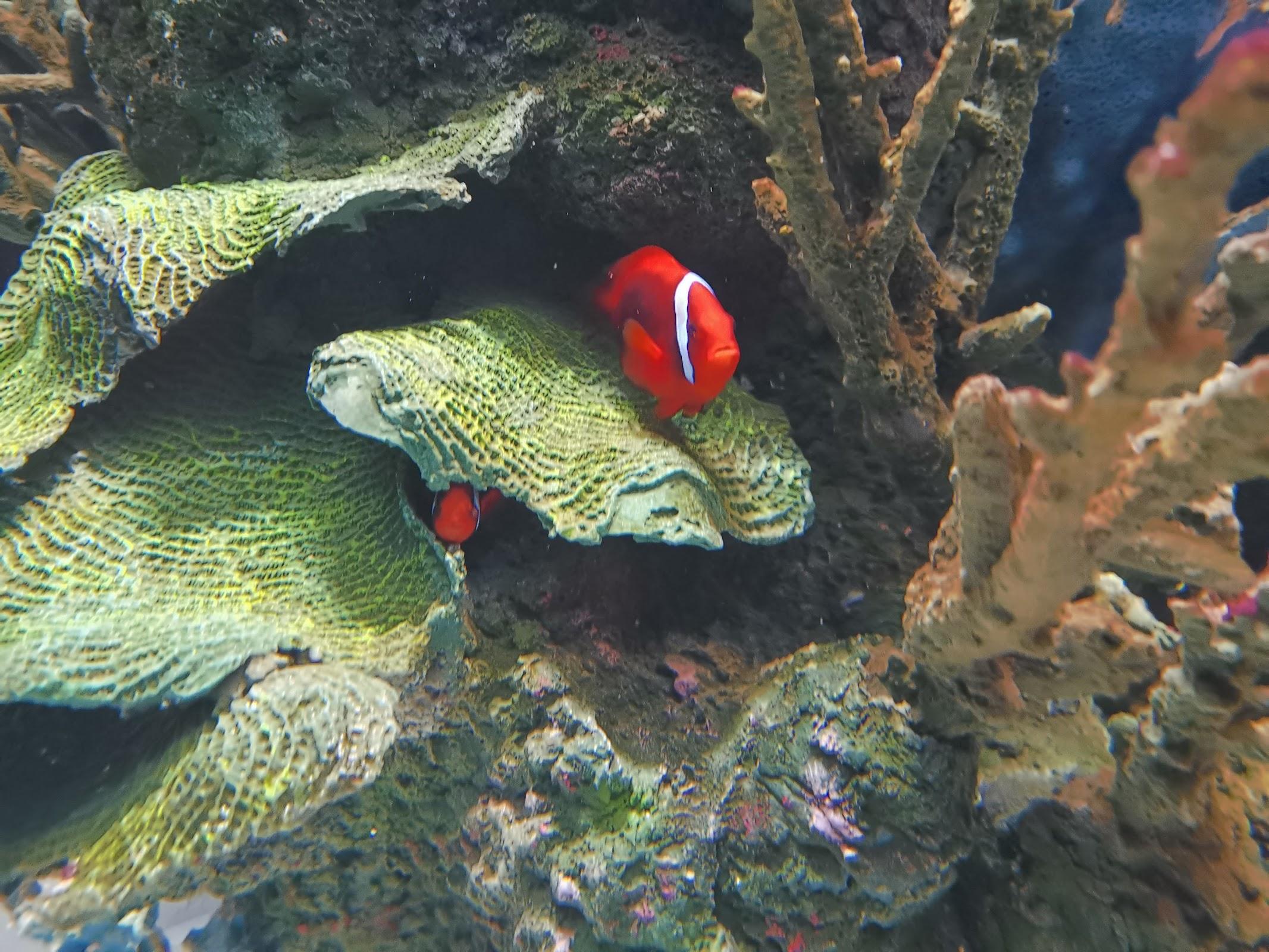 Acuario Michin Guadalajara galería 10