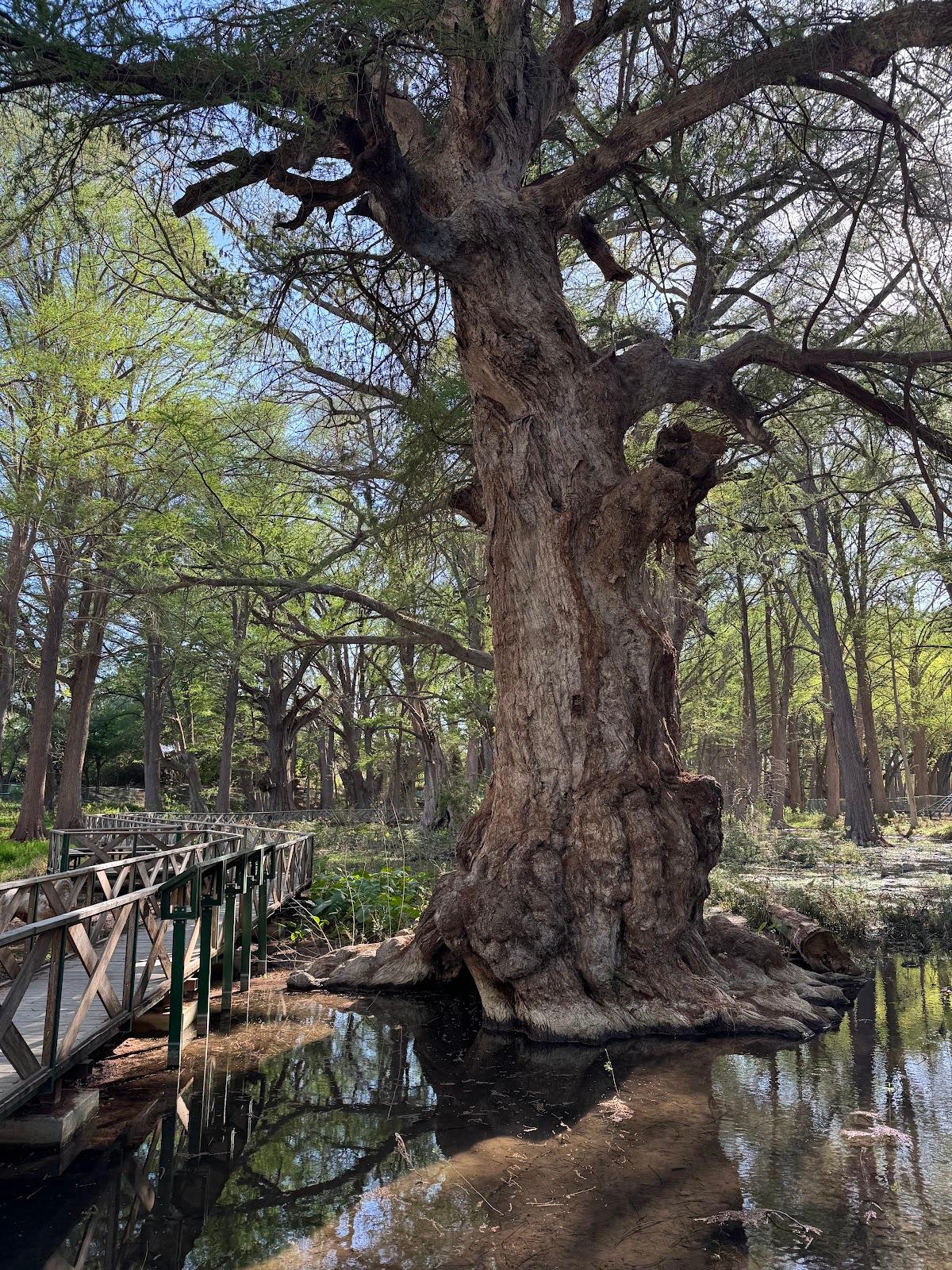 Parque Nacional El Sabinal galería 6