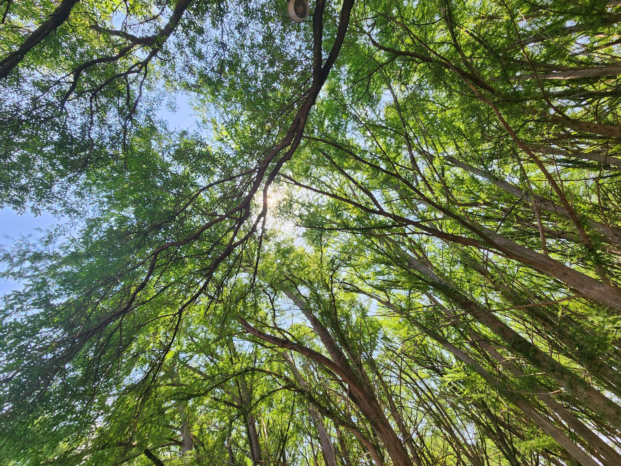Parque Nacional El Sabinal galería 7