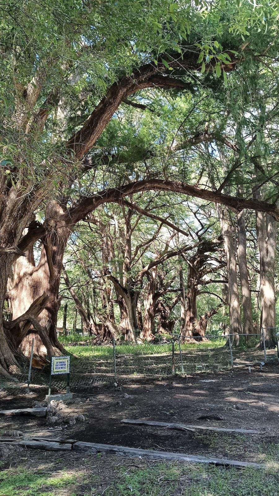 Parque Nacional El Sabinal galería 9