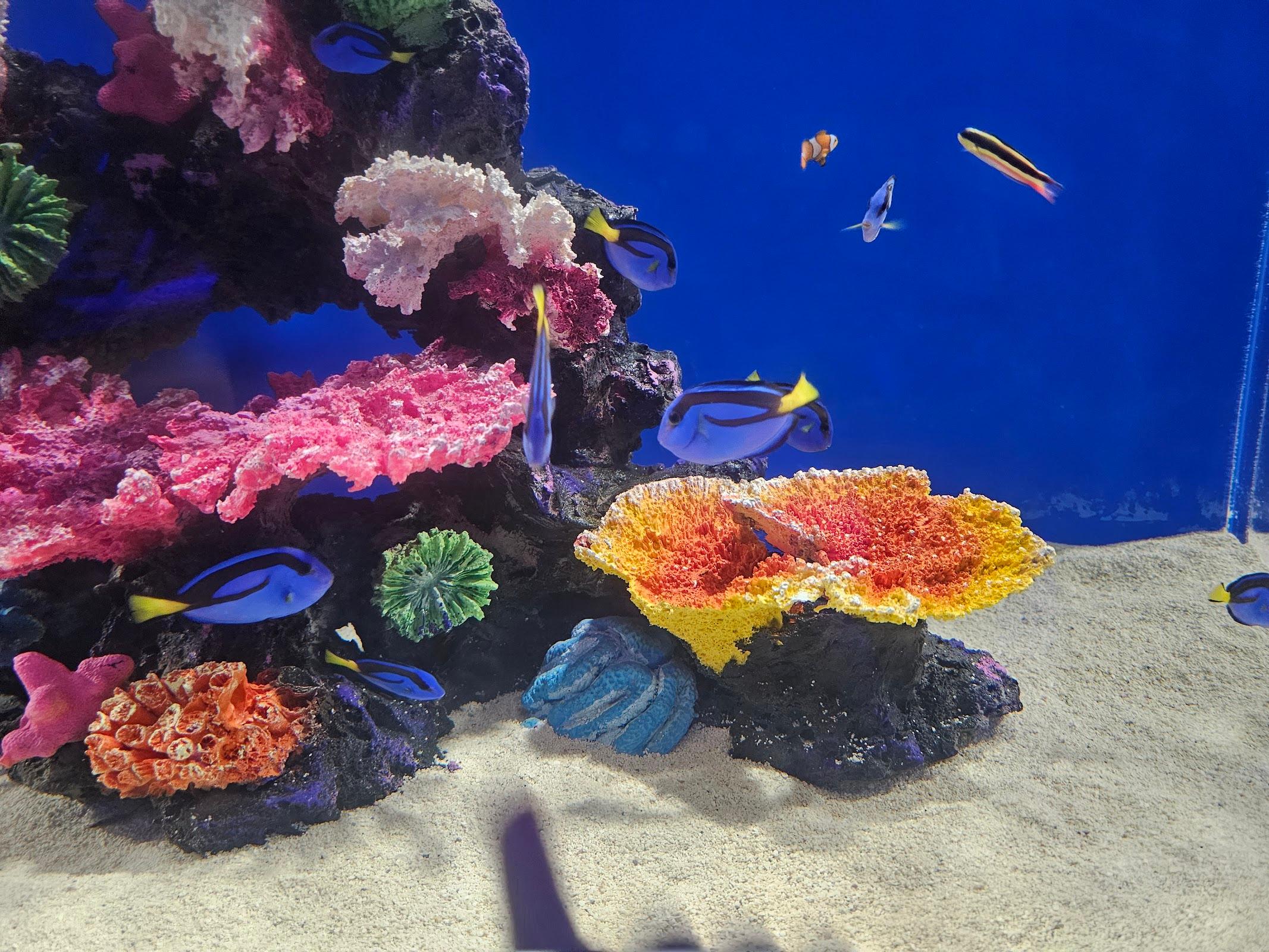 Sealand Monterrey galería 3