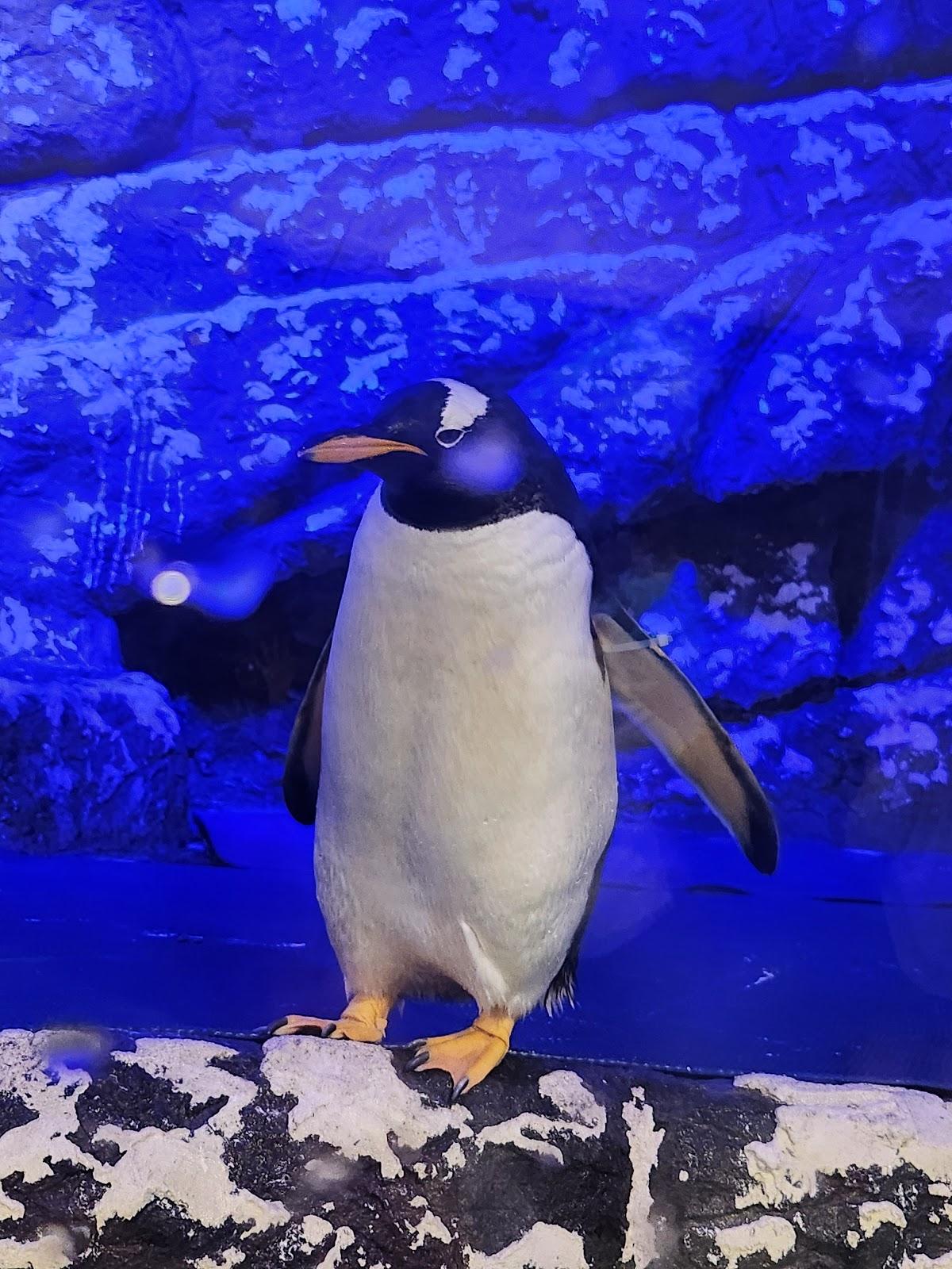 Sealand Monterrey galería 4