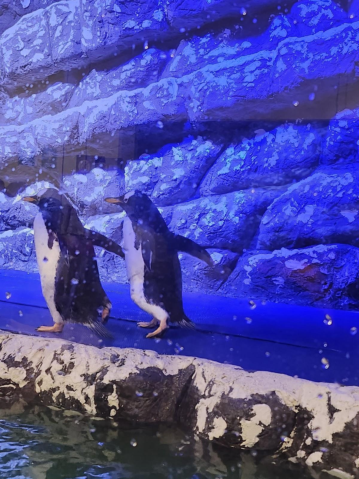 Sealand Monterrey galería 7