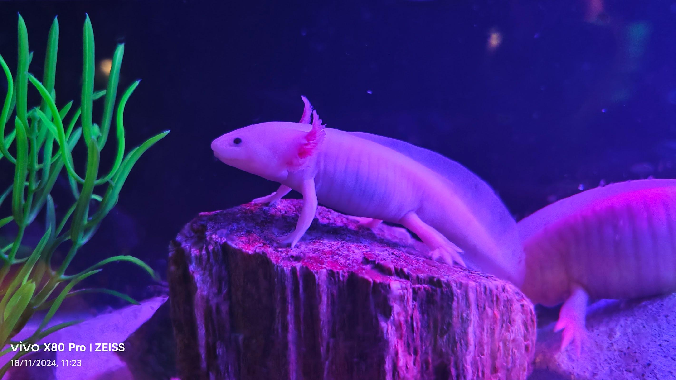 Sealand Monterrey galería 9