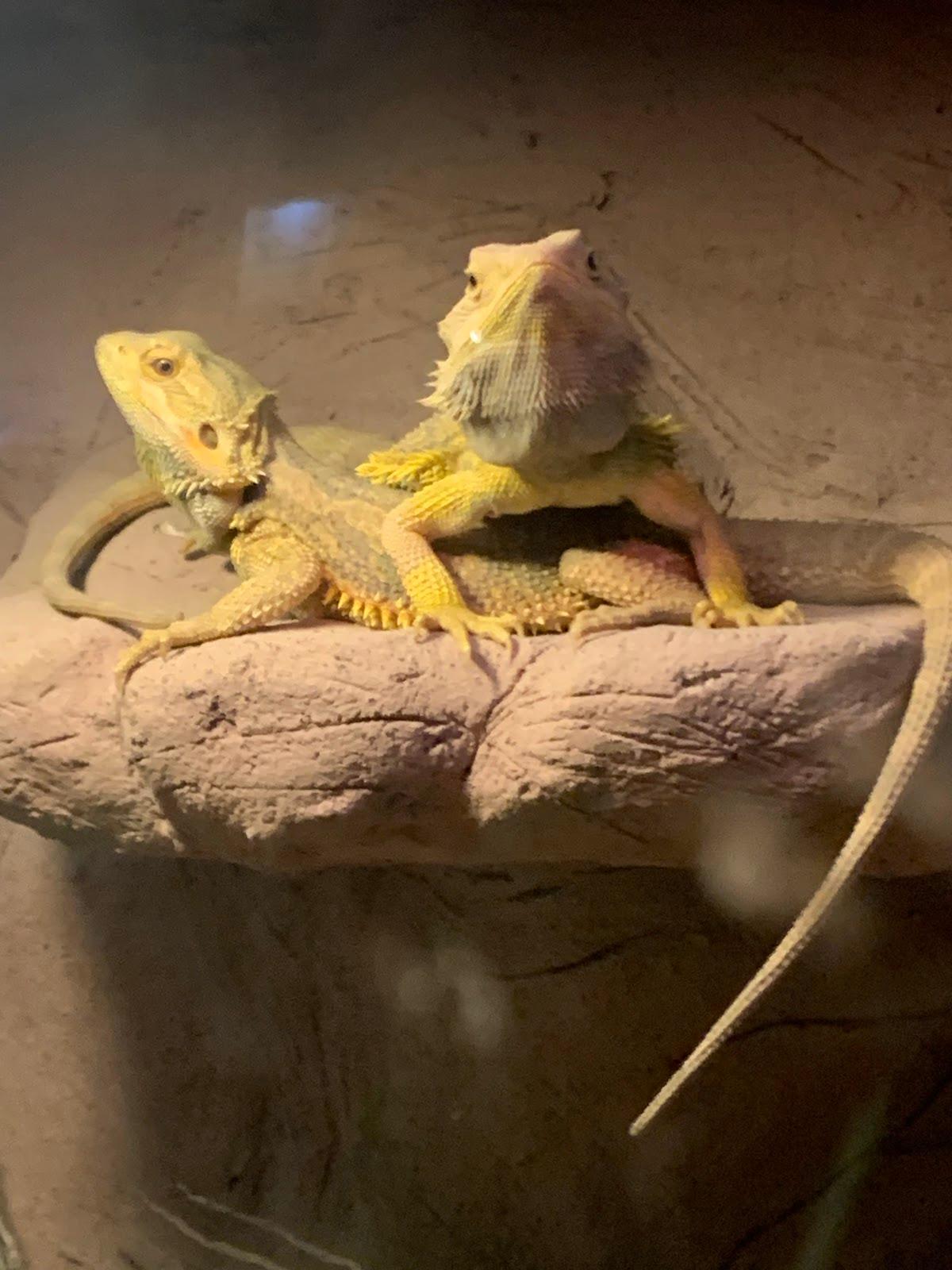 Sealand Monterrey galería 10