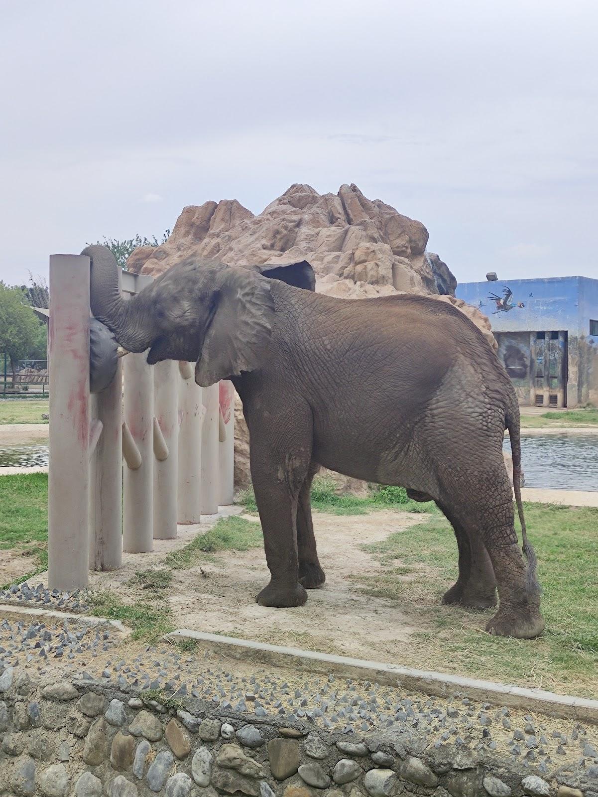 Parque Zoológico La Pastora galería 4