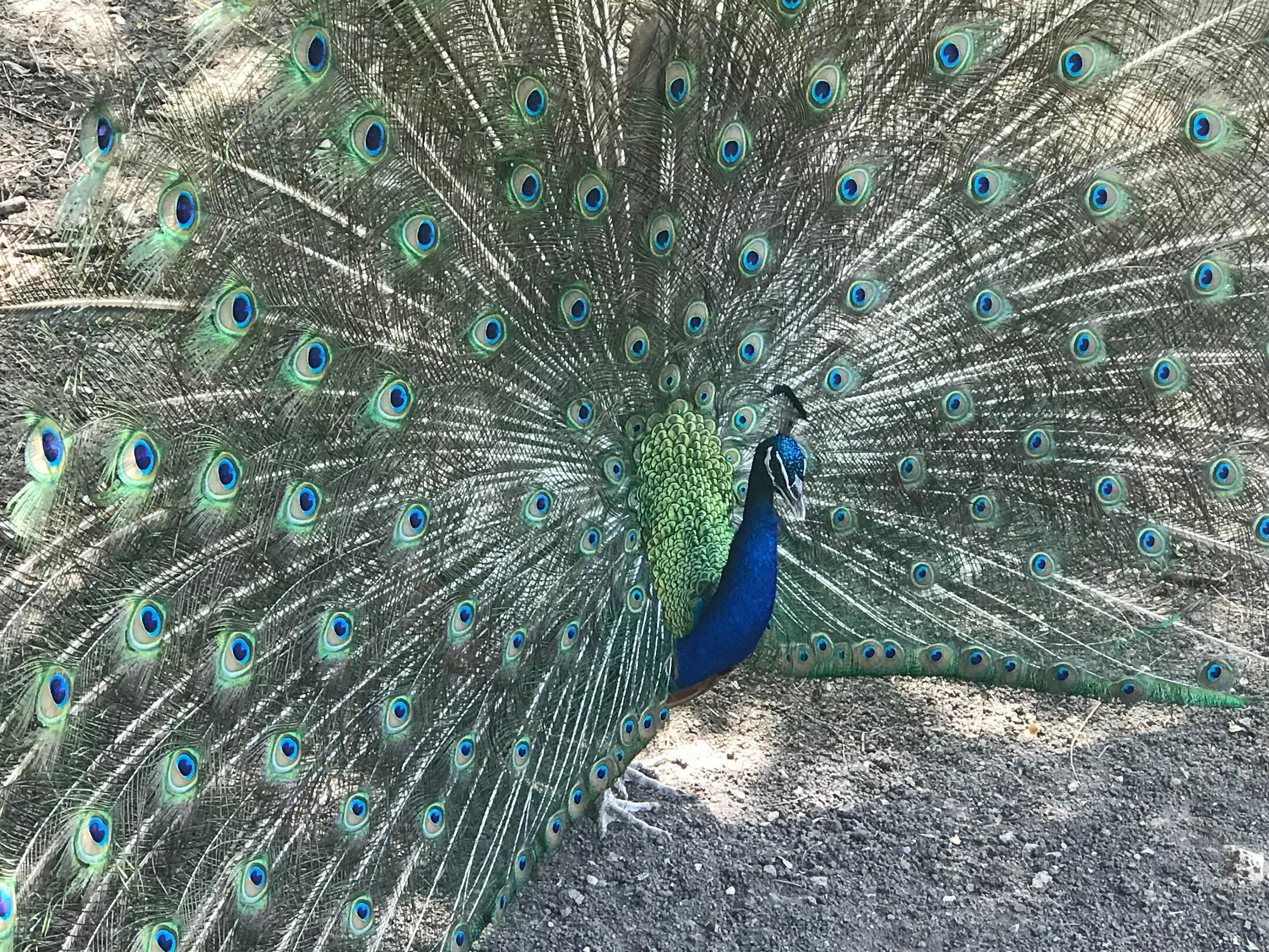 Parque Zoológico La Pastora galería 5