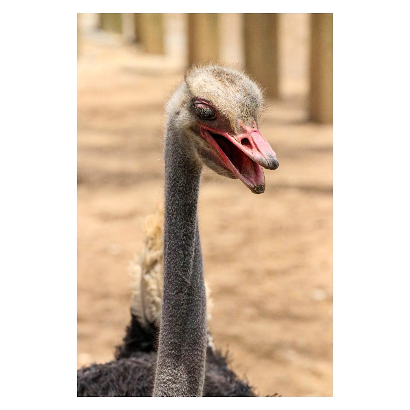 Parque Zoológico La Pastora galería 7