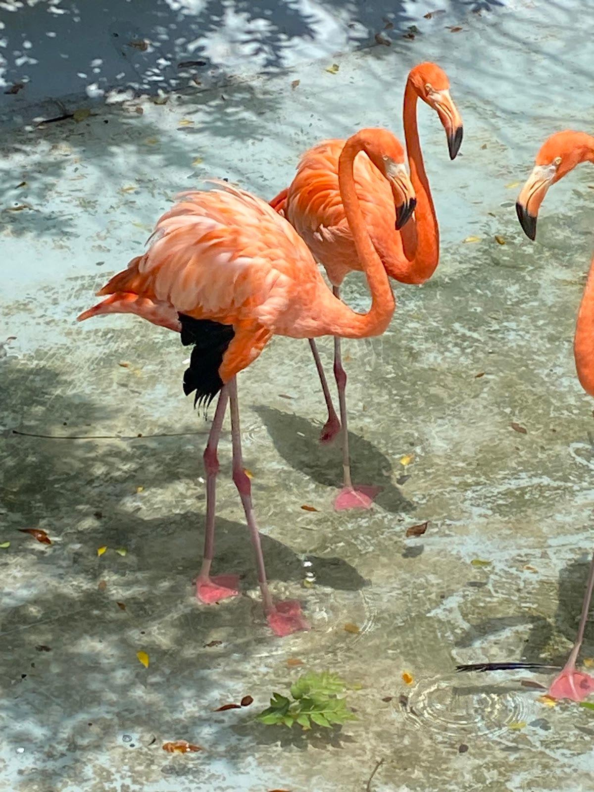 Parque Zoológico La Pastora galería 8