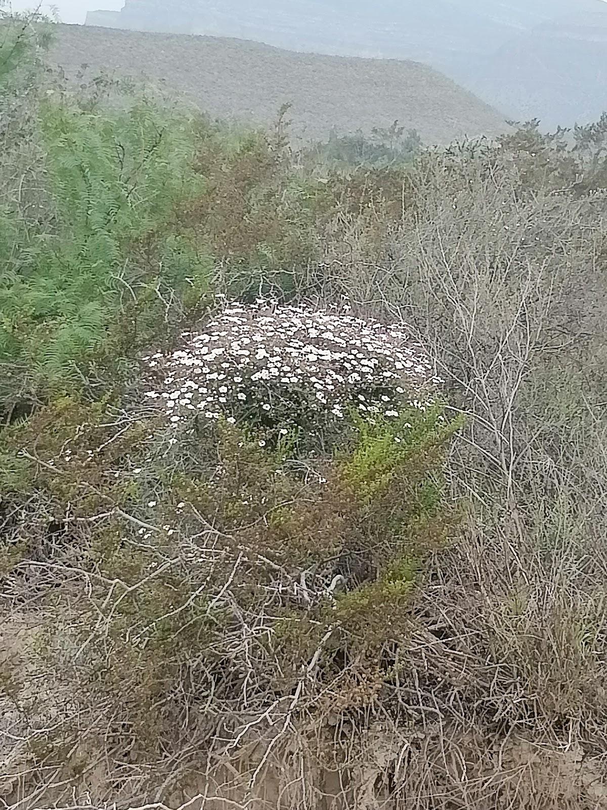 Boca de Potrerillos galería 10