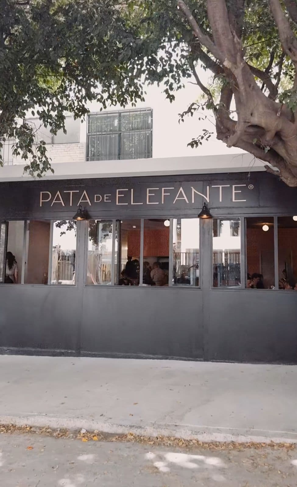 Pata de Elefante en Guadalajara - Recomendado