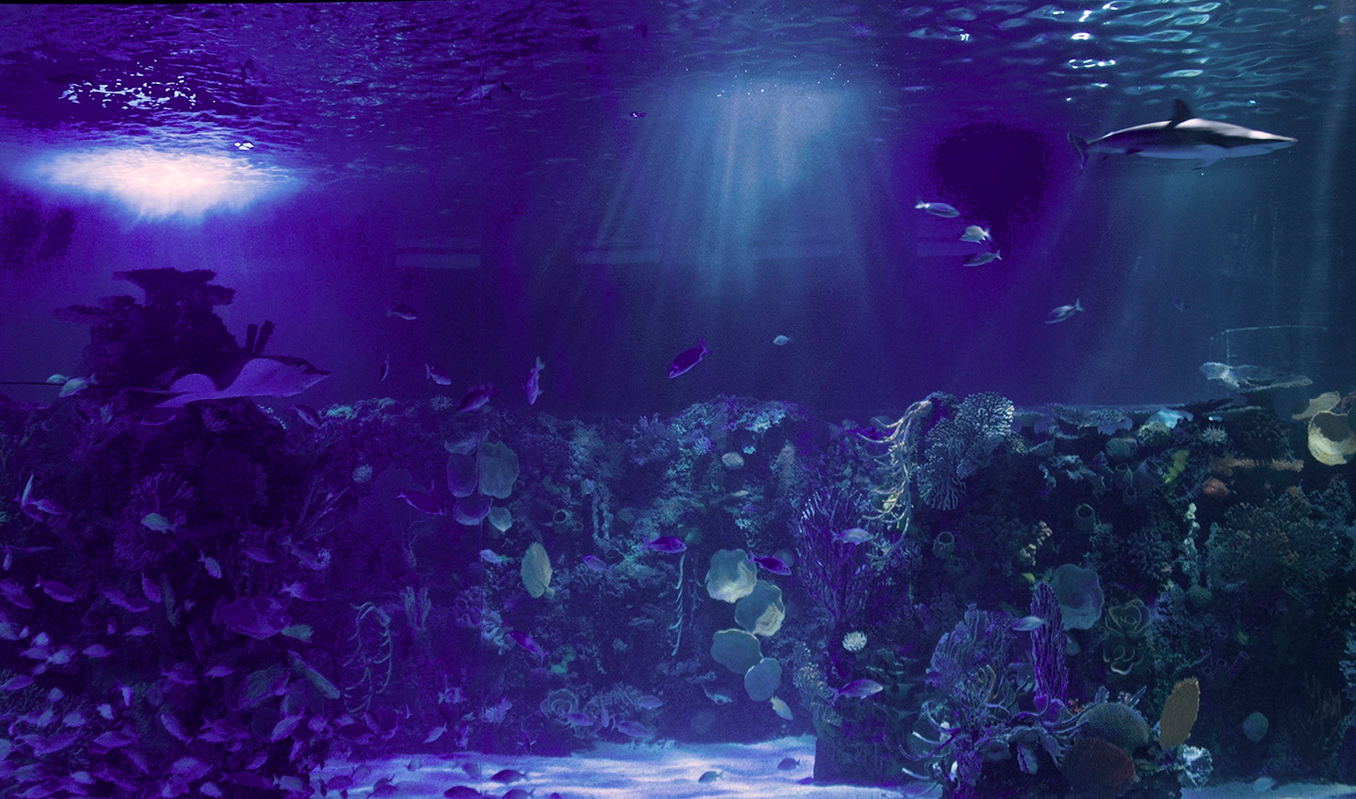 Acuario Inbursa en Ciudad de México – foto del lugar