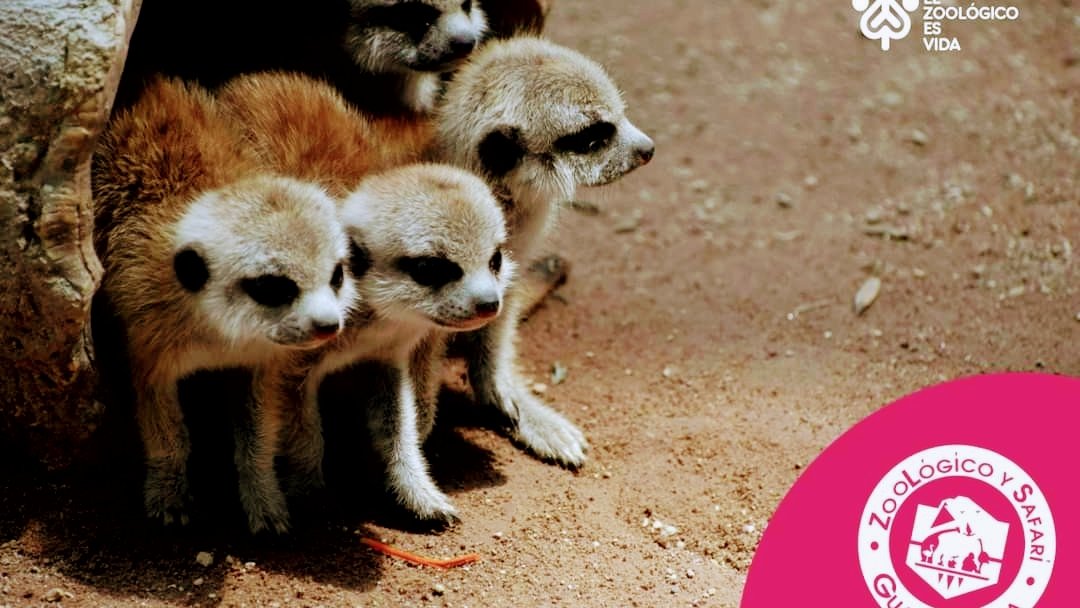 Zoológico Guadalajara en Guadalajara – foto del lugar