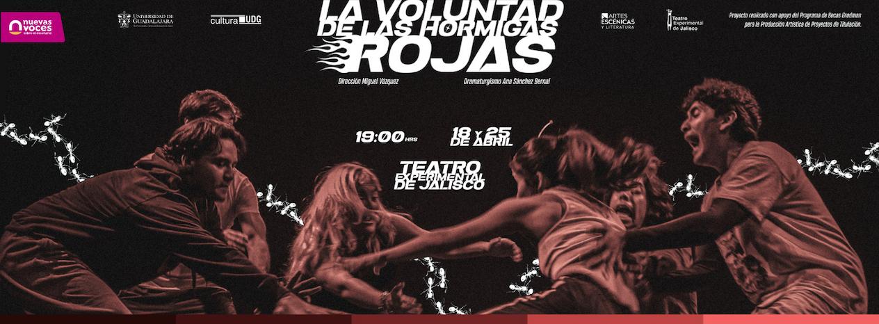 La voluntad de las hormigas rojas en Guadalajara