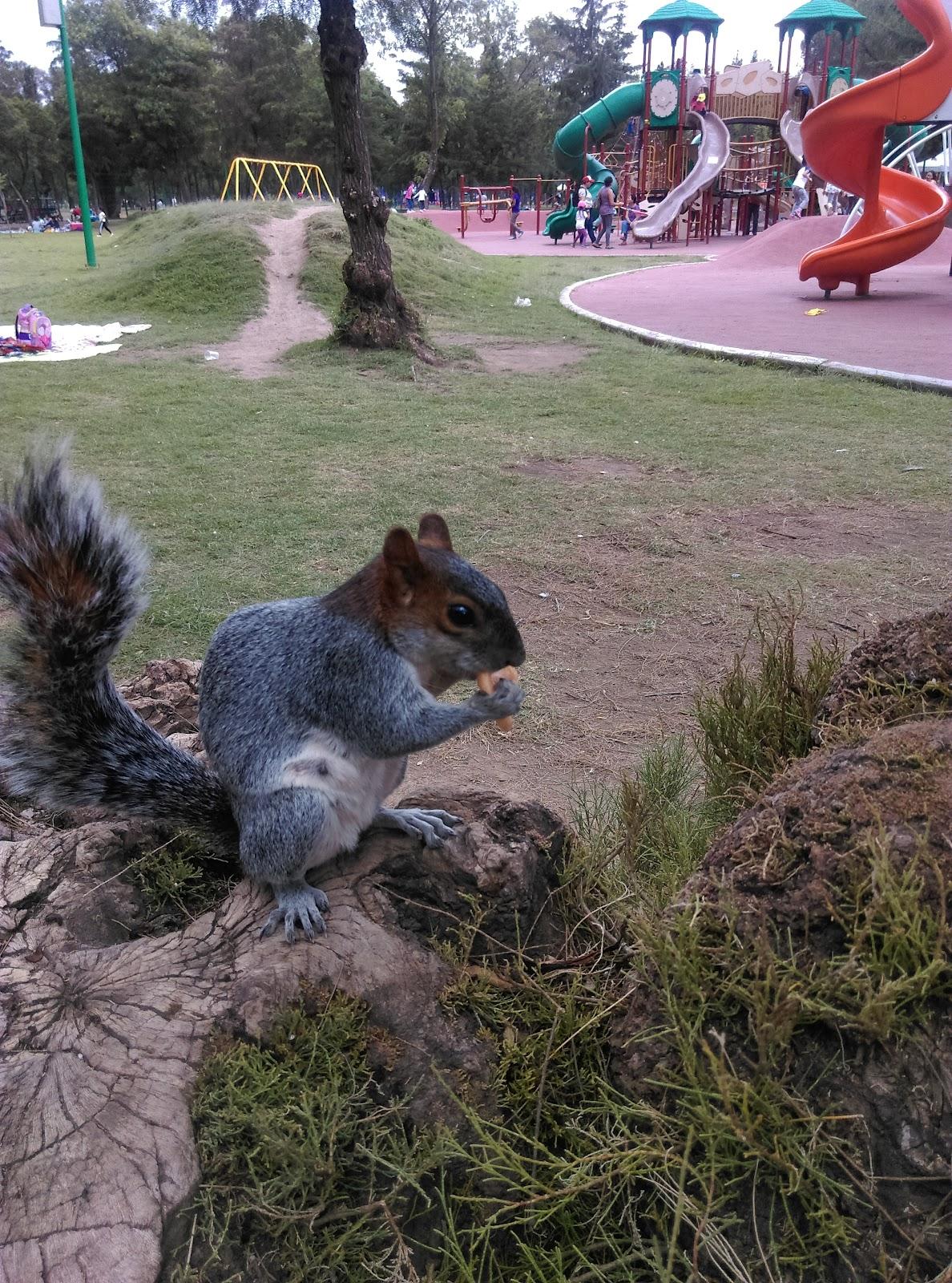 Bosque de San Juan de Aragón galería 9