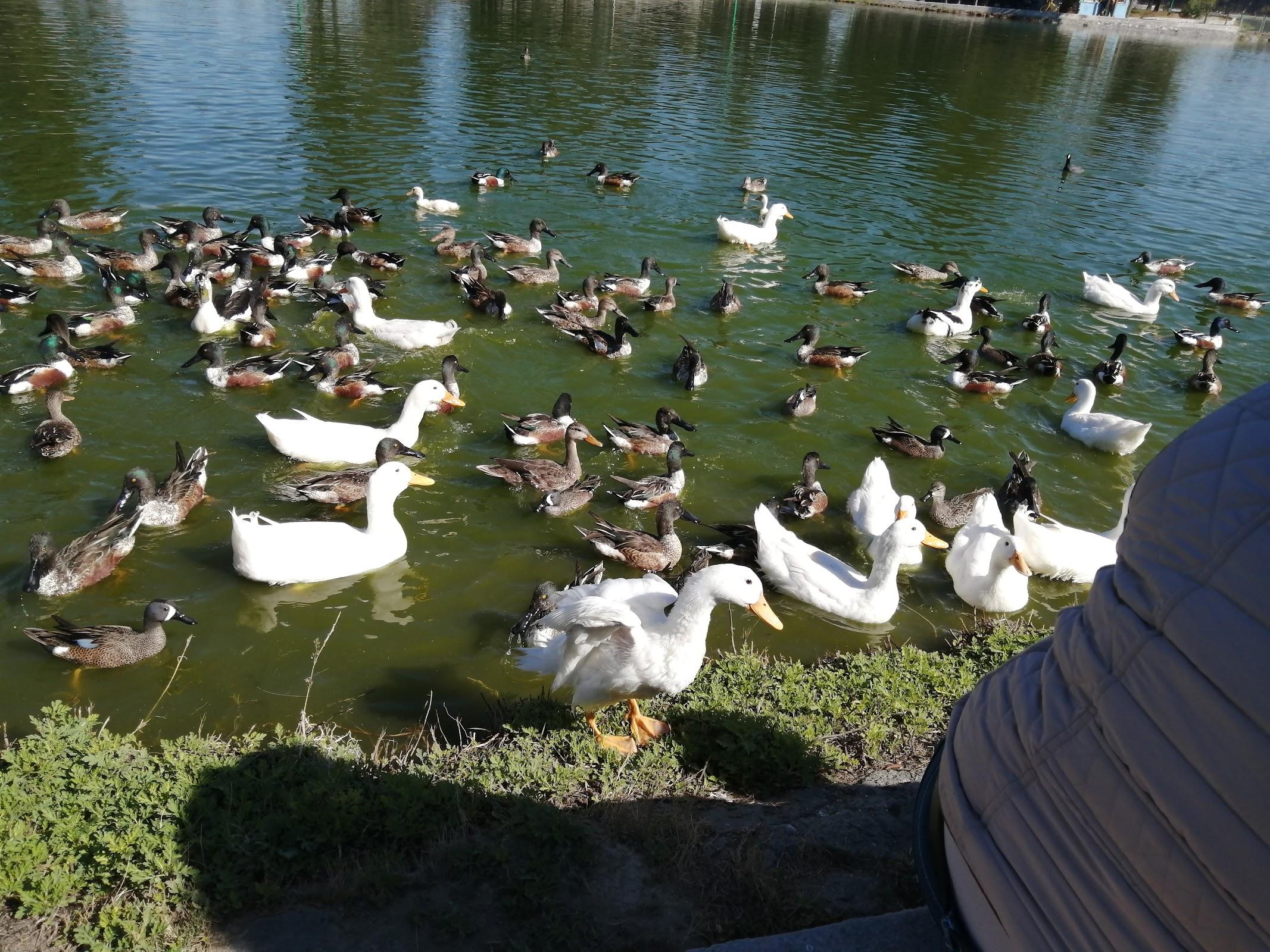 Bosque de San Juan de Aragón galería 10