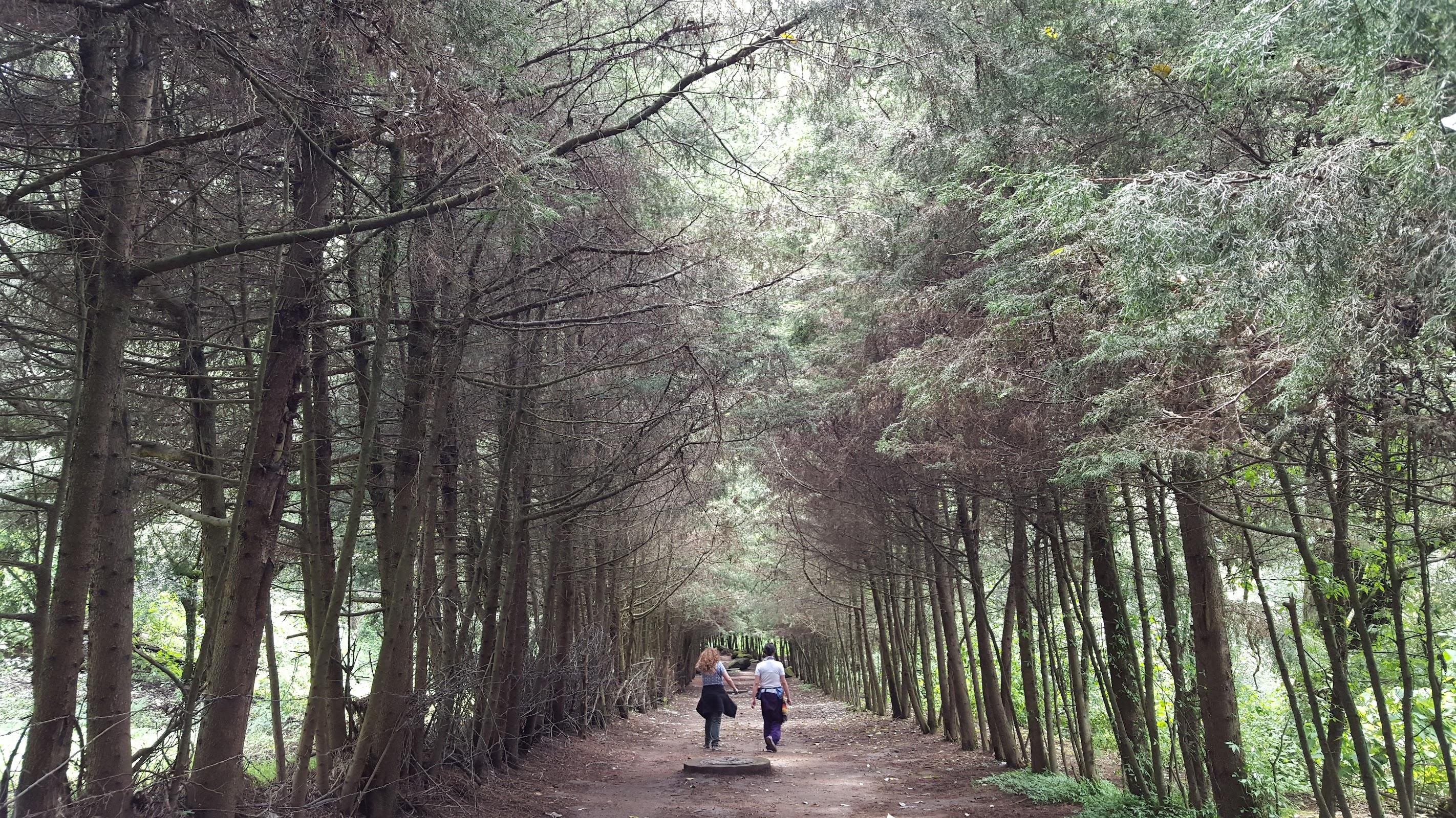 Los Dinamos galería 2