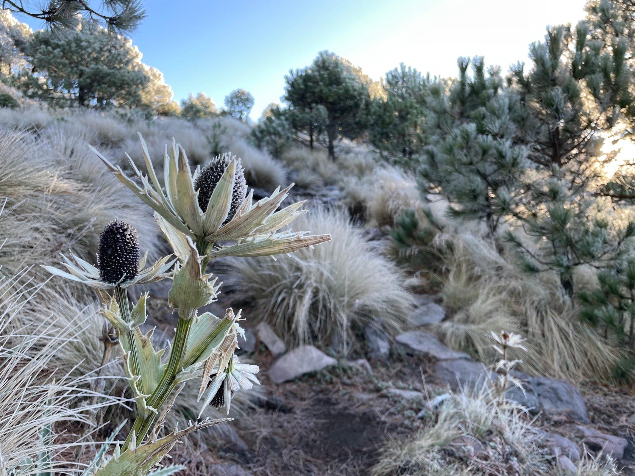 Parque Nacional Cumbres del Ajusco galería 4