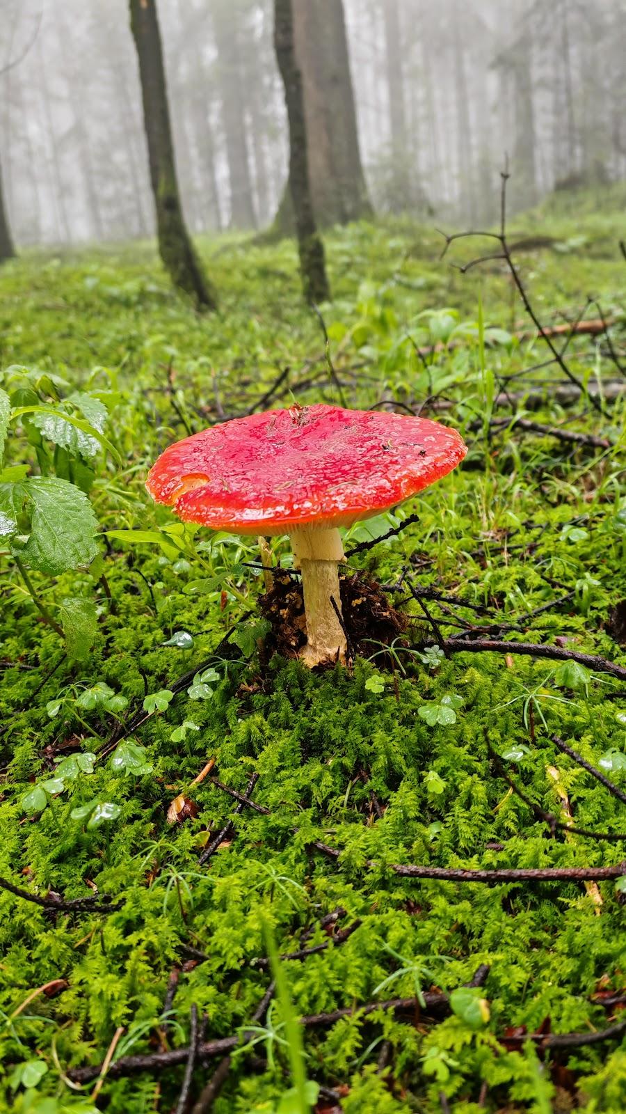 Parque Nacional Cumbres del Ajusco galería 8