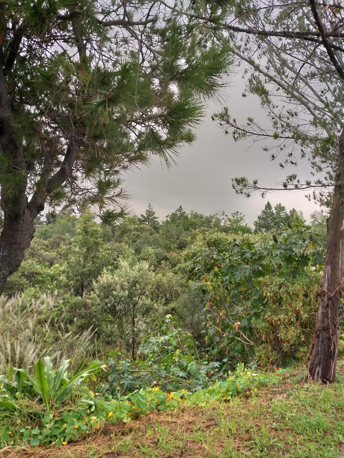 Reserva Ecológica del Pedregal de San Ángel: Núcleo Suroriente en Ciudad de México