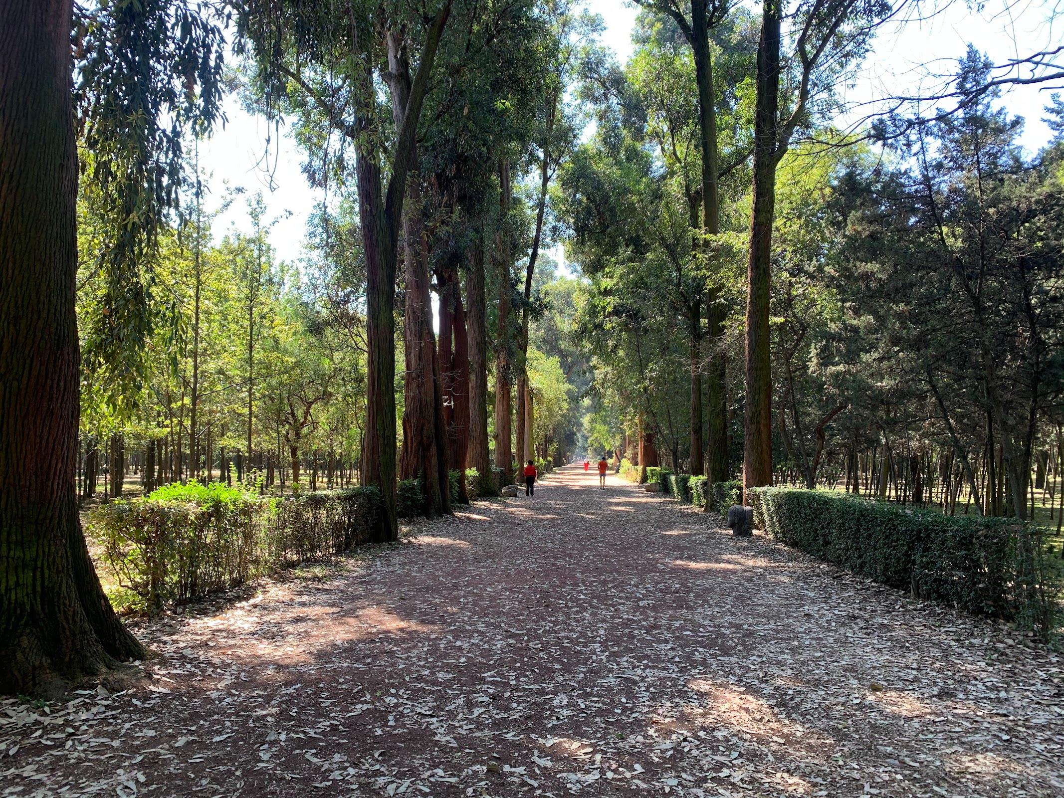 Viveros de Coyoacán en Ciudad de México