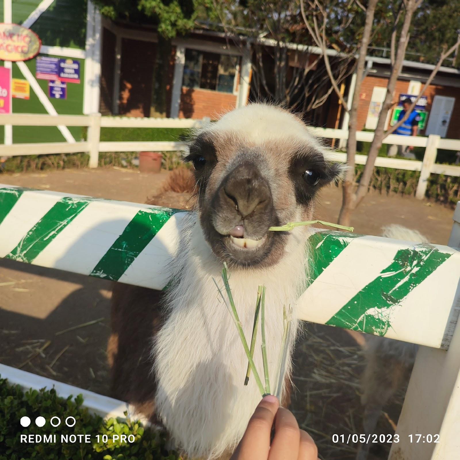 Rancho Mágico galería 10