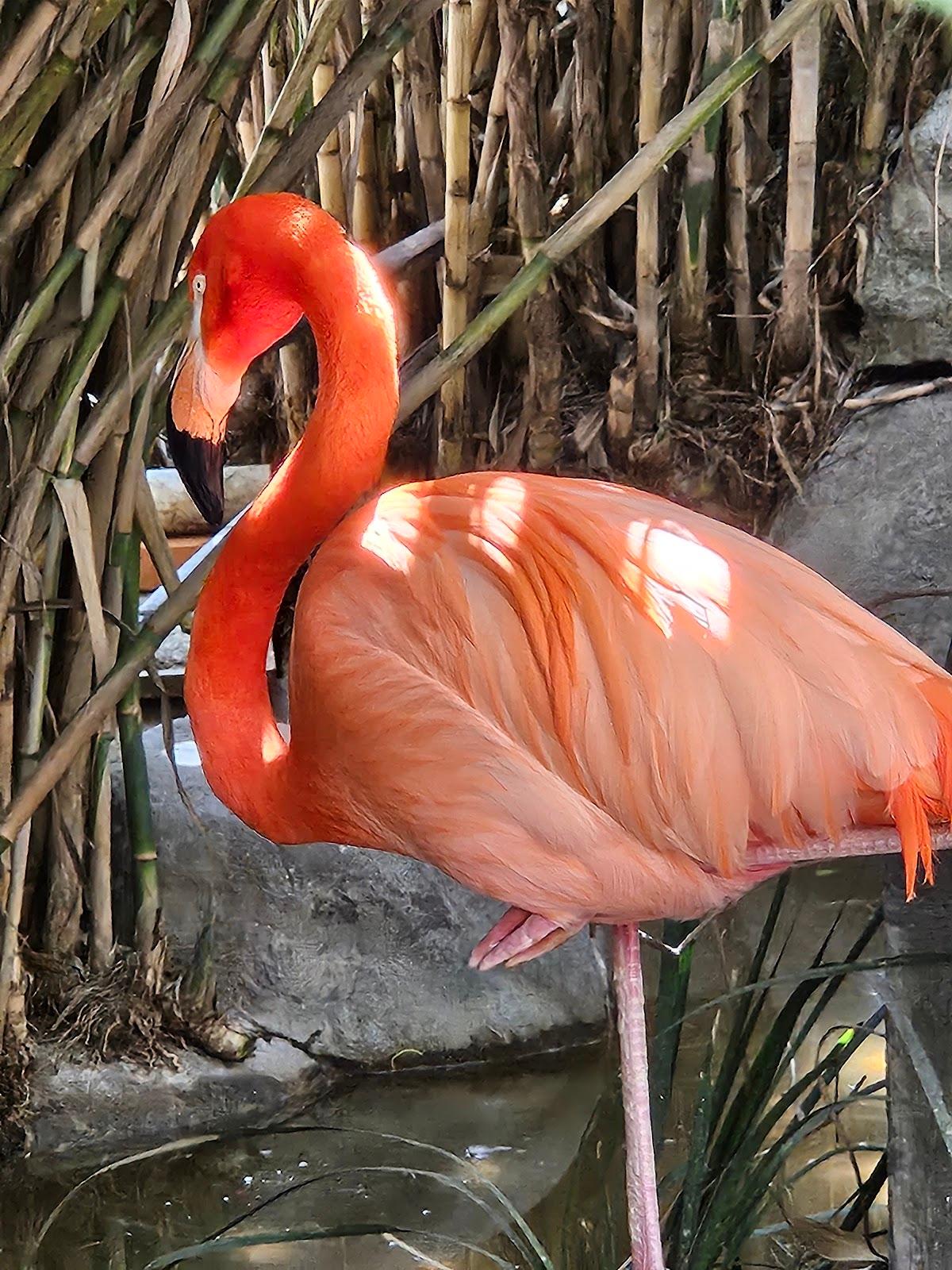 Zoológico San Juan de Aragón galería 2