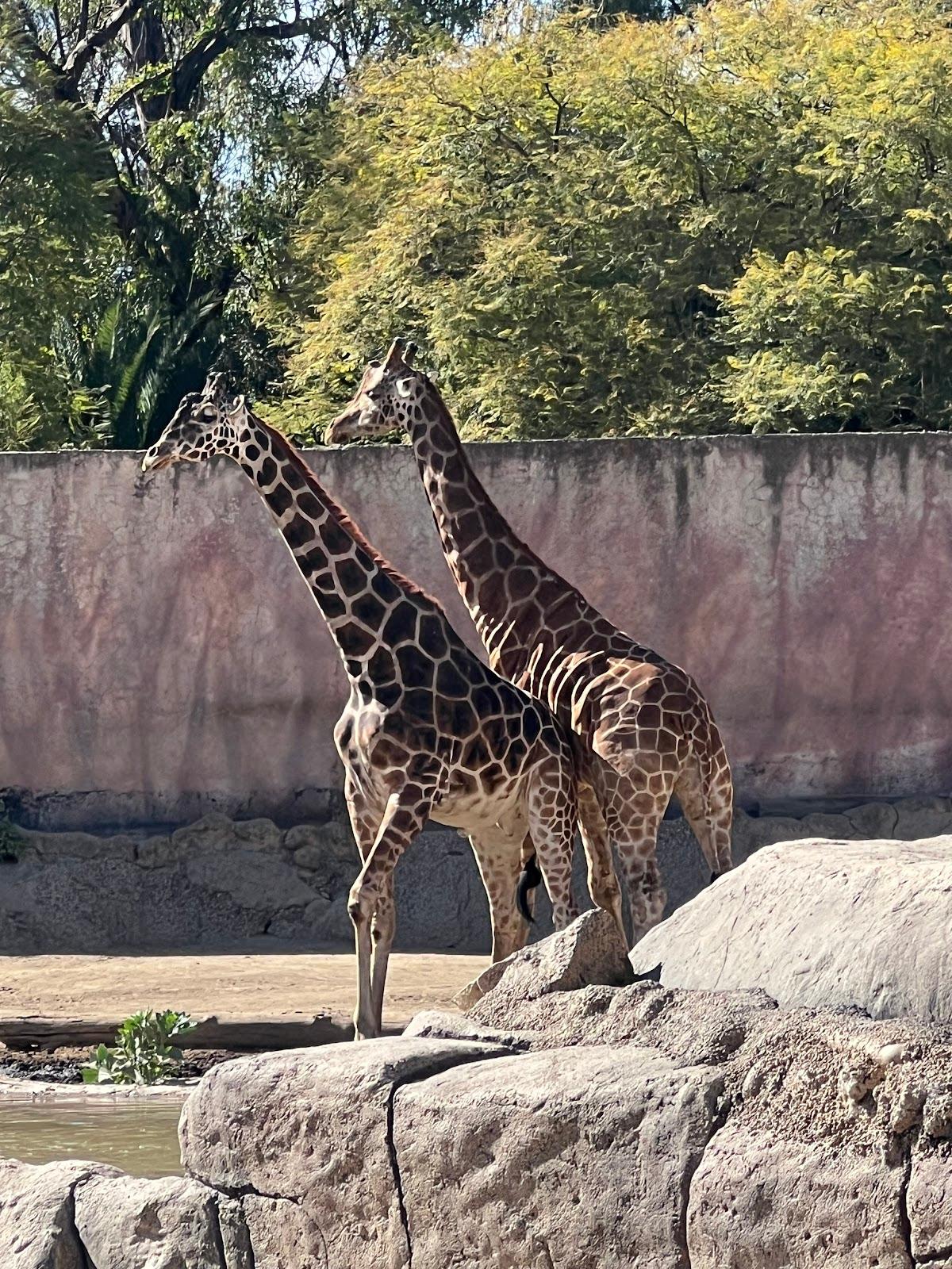 Zoológico San Juan de Aragón galería 3