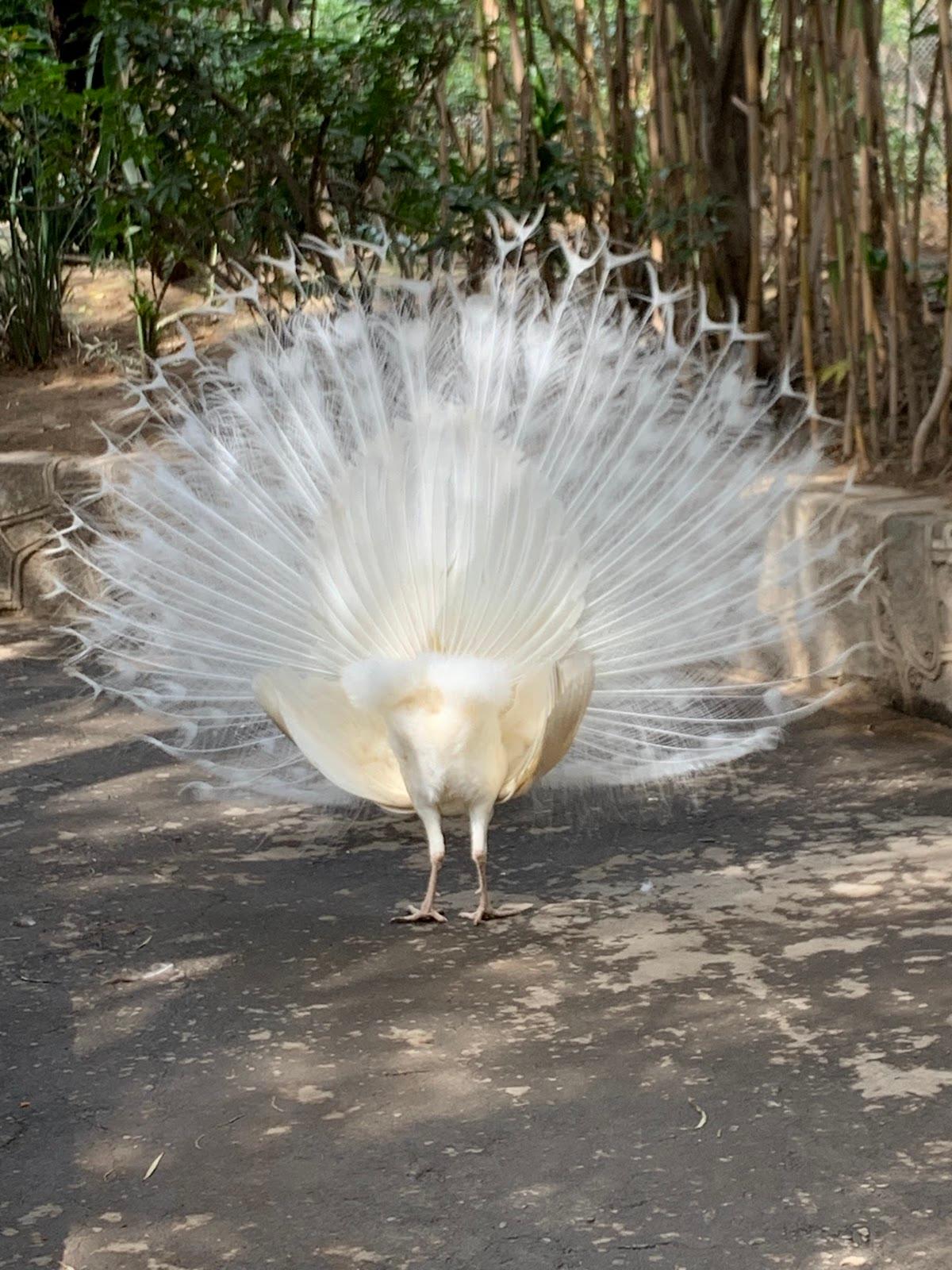 Zoológico San Juan de Aragón galería 6