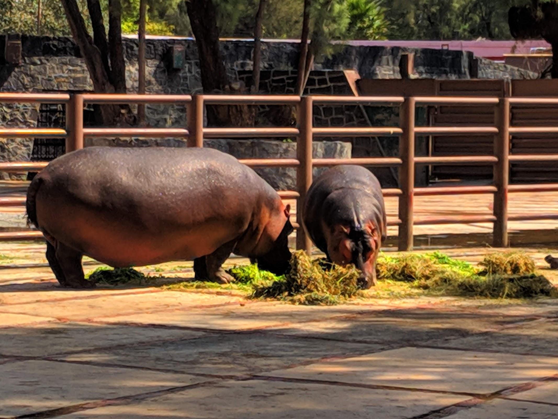Zoológico San Juan de Aragón galería 7
