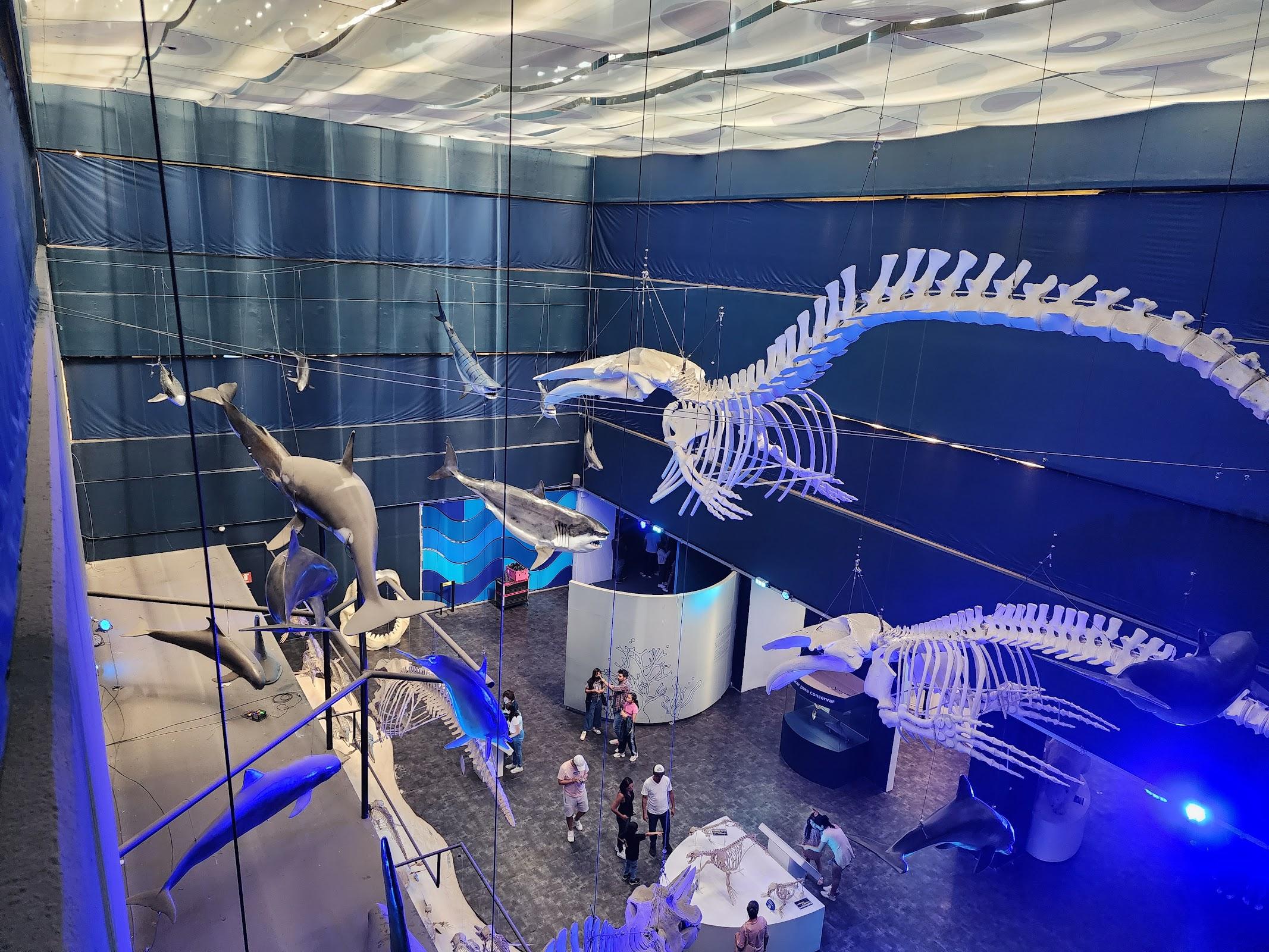 Universum, Museo de las Ciencias galería 3