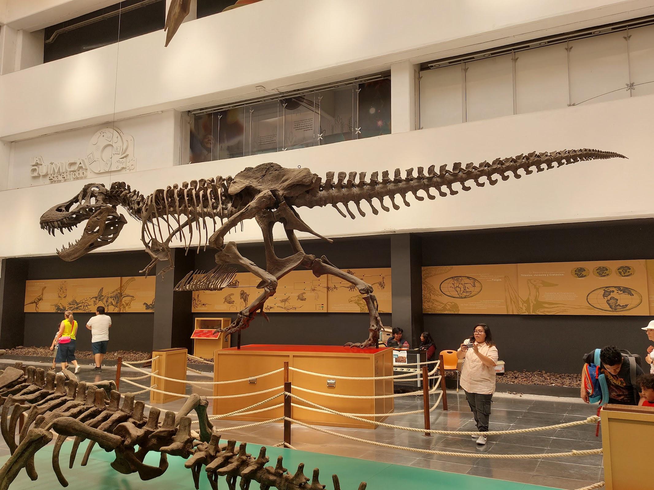 Universum, Museo de las Ciencias galería 5