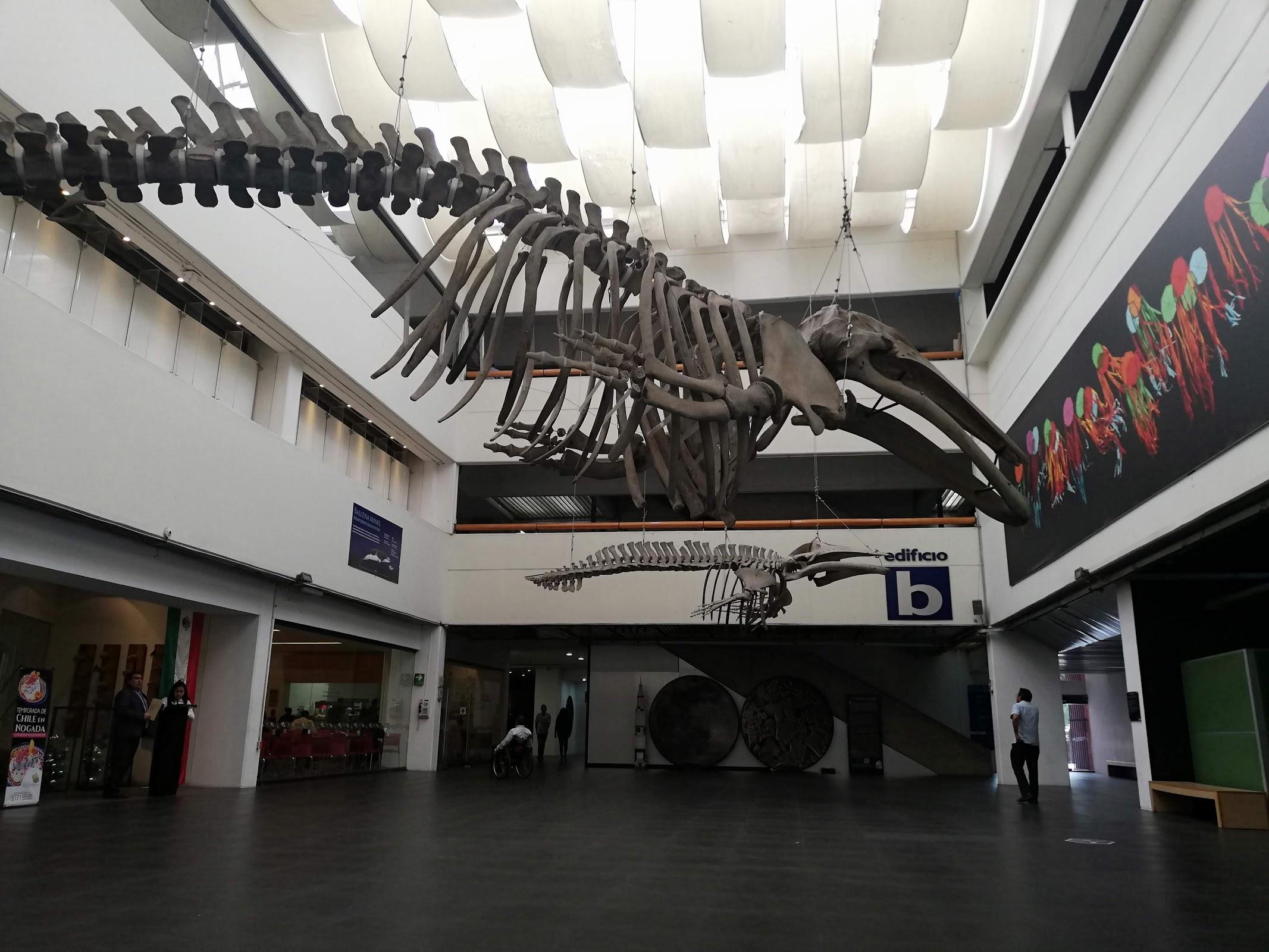 Universum, Museo de las Ciencias galería 8